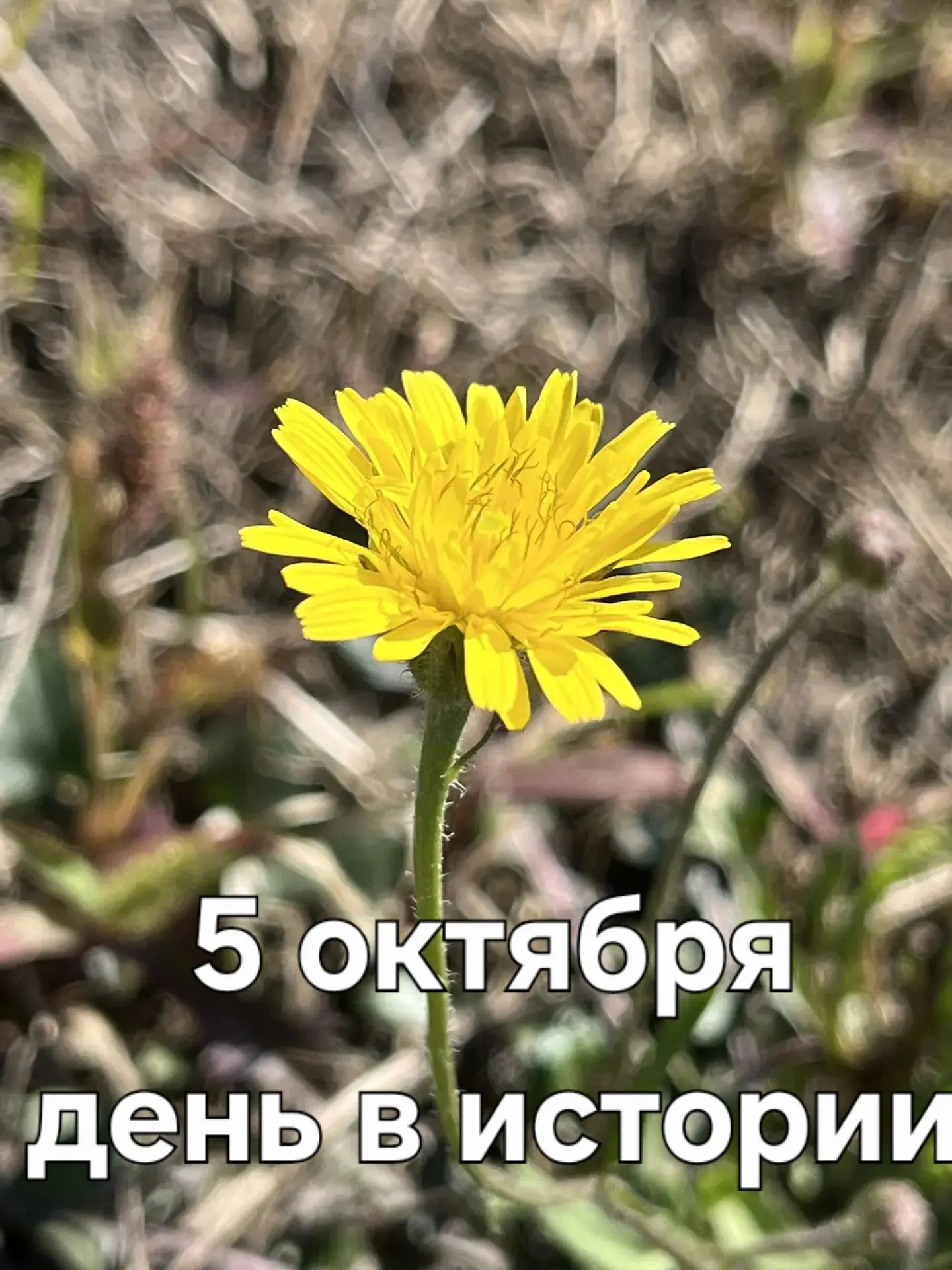 А знаете ли вы, что ❓