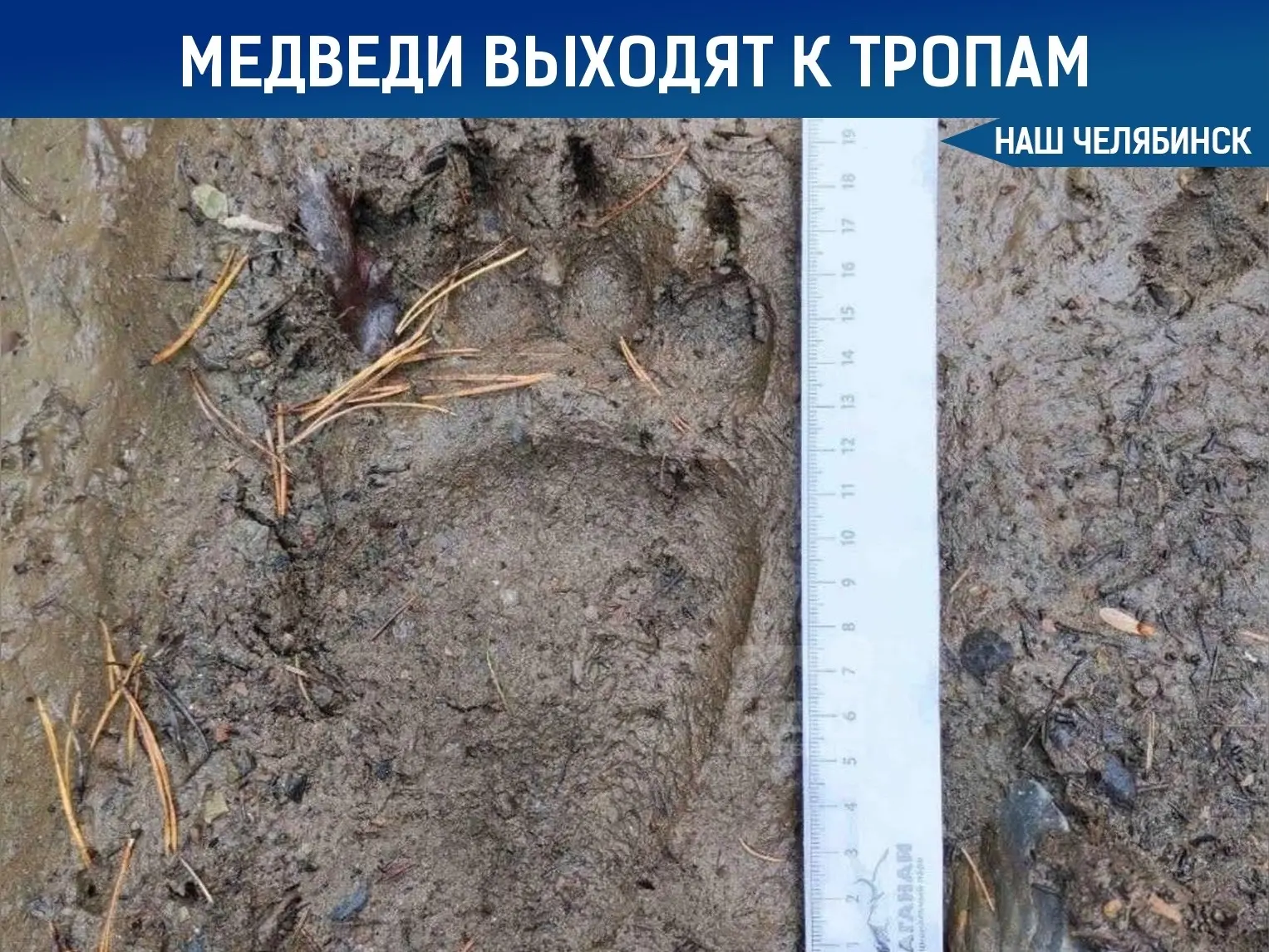 Изображение 1 к публикации «Наш Челябинск»