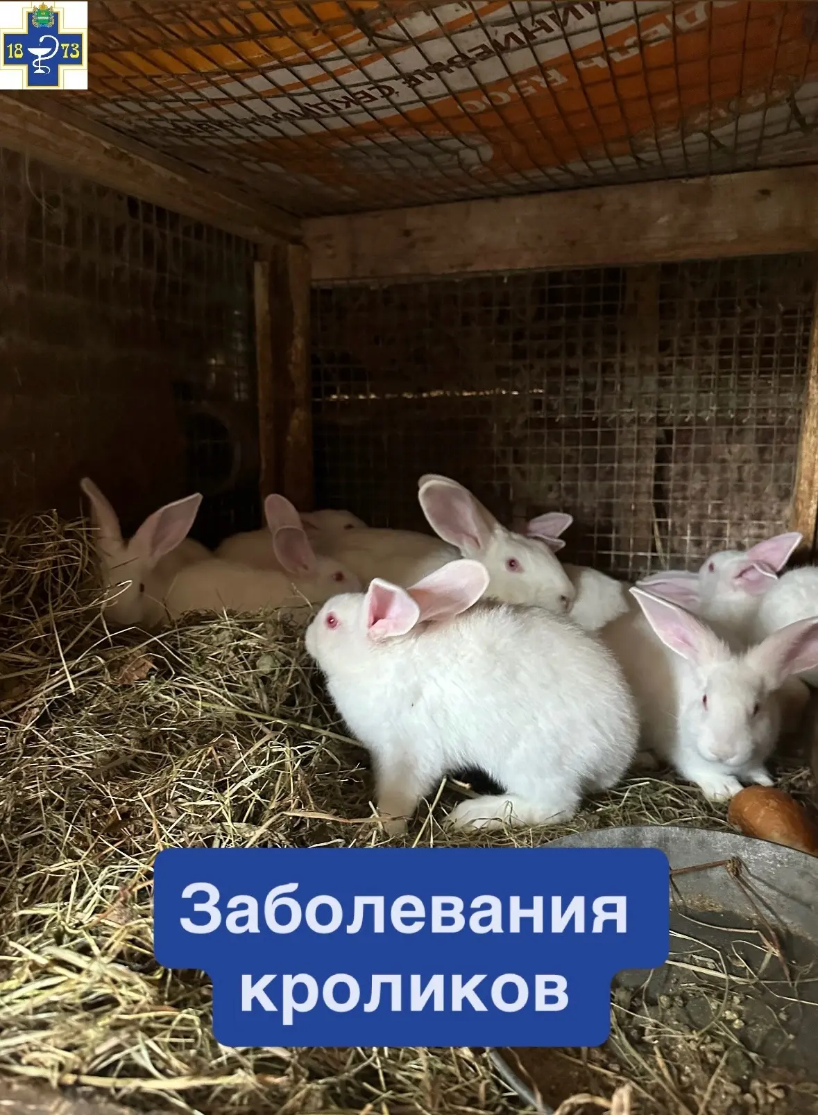 🐰Кролики — нежные создания, и вирусы их убивают молниеносно.