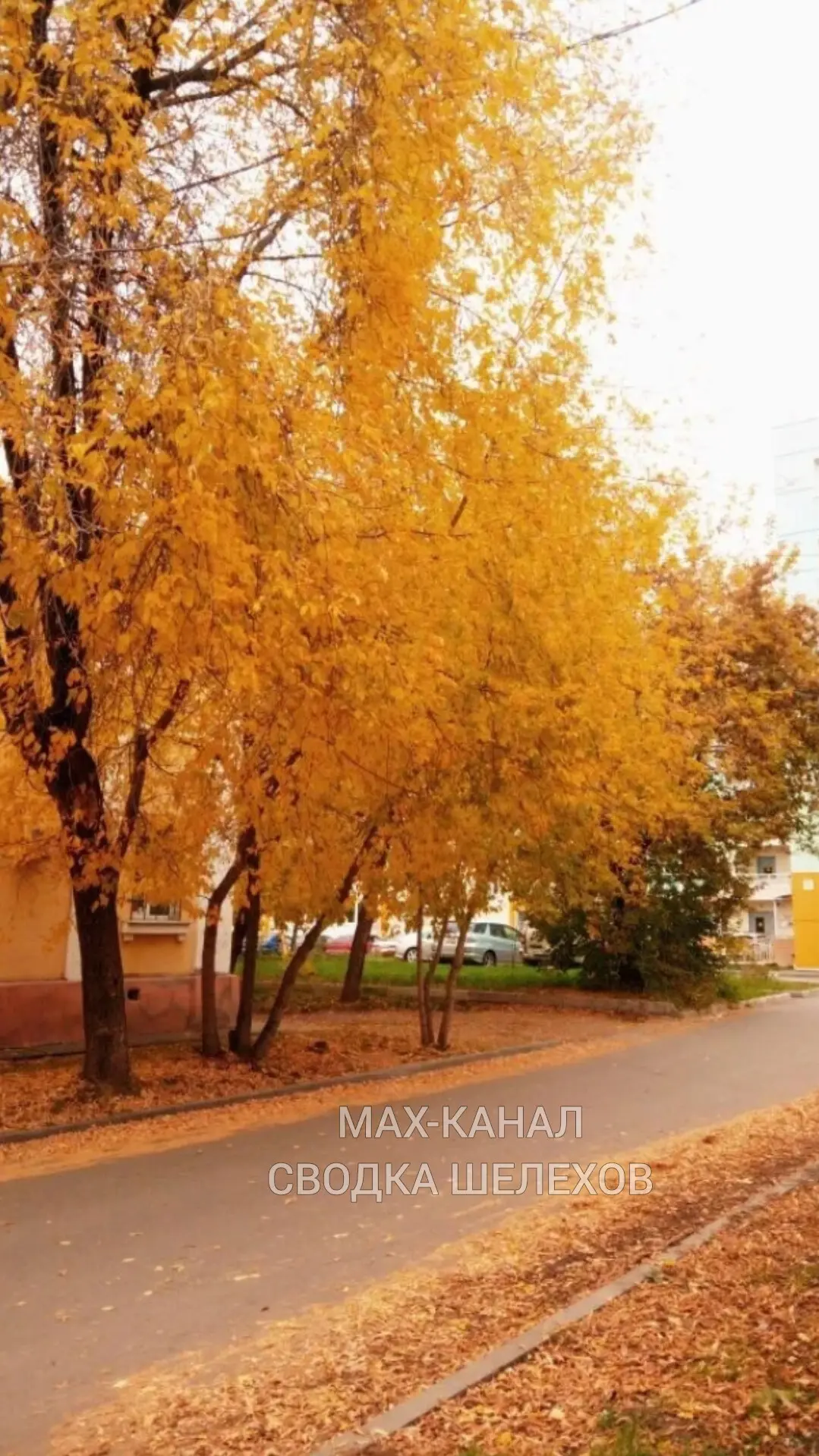 🍂 Золотая осень пришла в Шелехов — город укутан в тёплые оттенки жёлтого, оранжевого и...