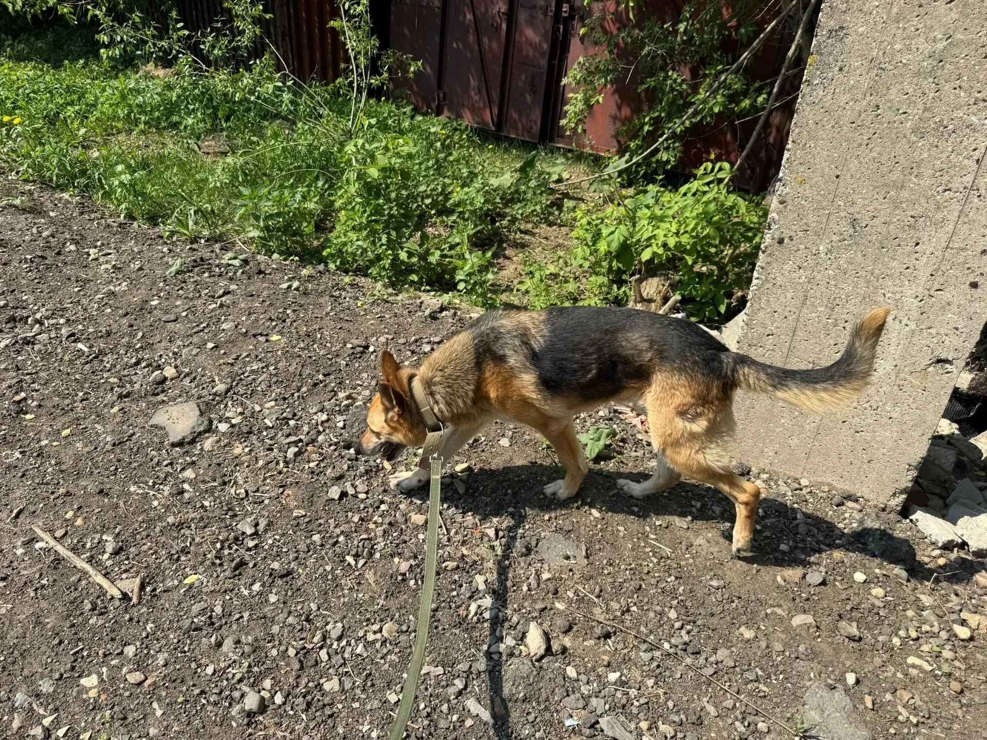🐾 Добро без выходных: Артём Сокоушин снова в приюте «САХ»!  Сегодня ученик 11 «В» класса Центра обра