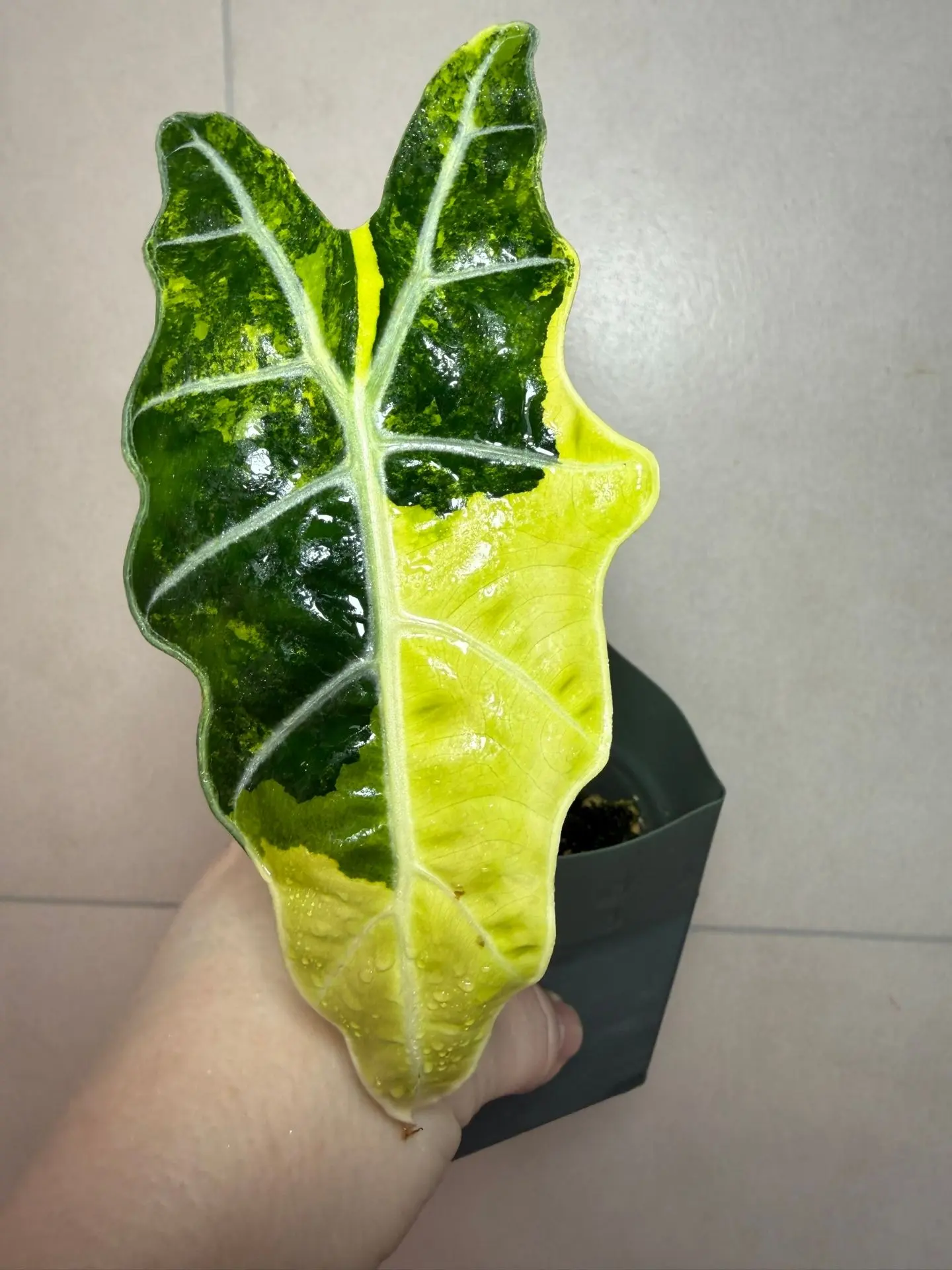 Друзья, сегодня представляю вам этих красоток 🌱🌱🌱
