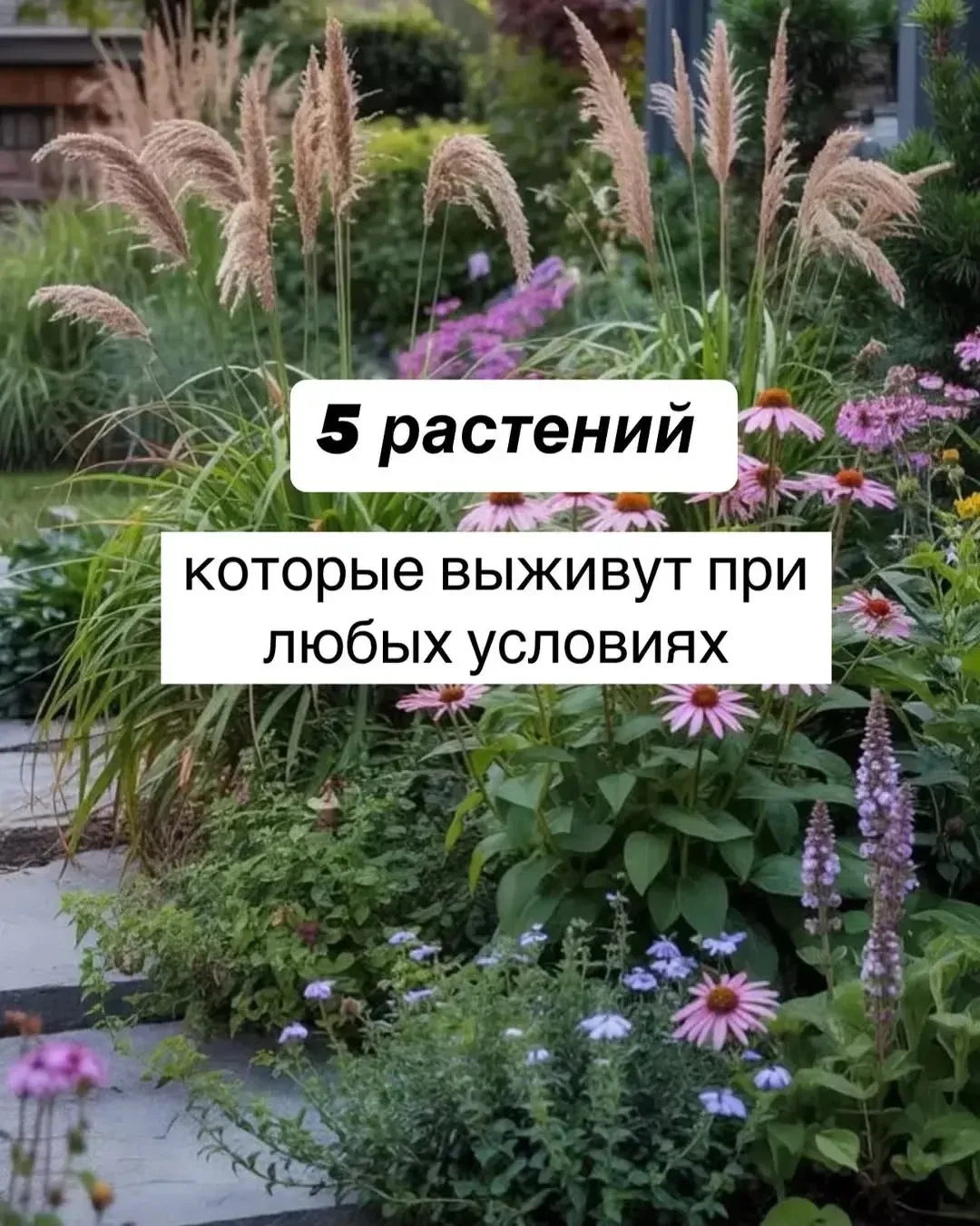 5 растений, которые действительно выдерживают почти любые условия🌳