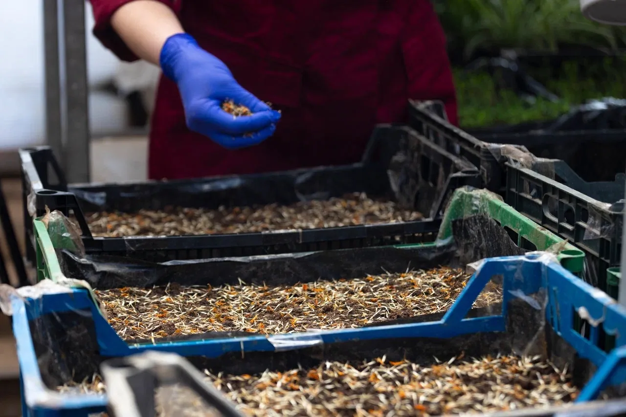 Готовимся к весенней высадке цветов на городские клумбы.   🌱В теплицах «Зеленстроя» работа идёт полн