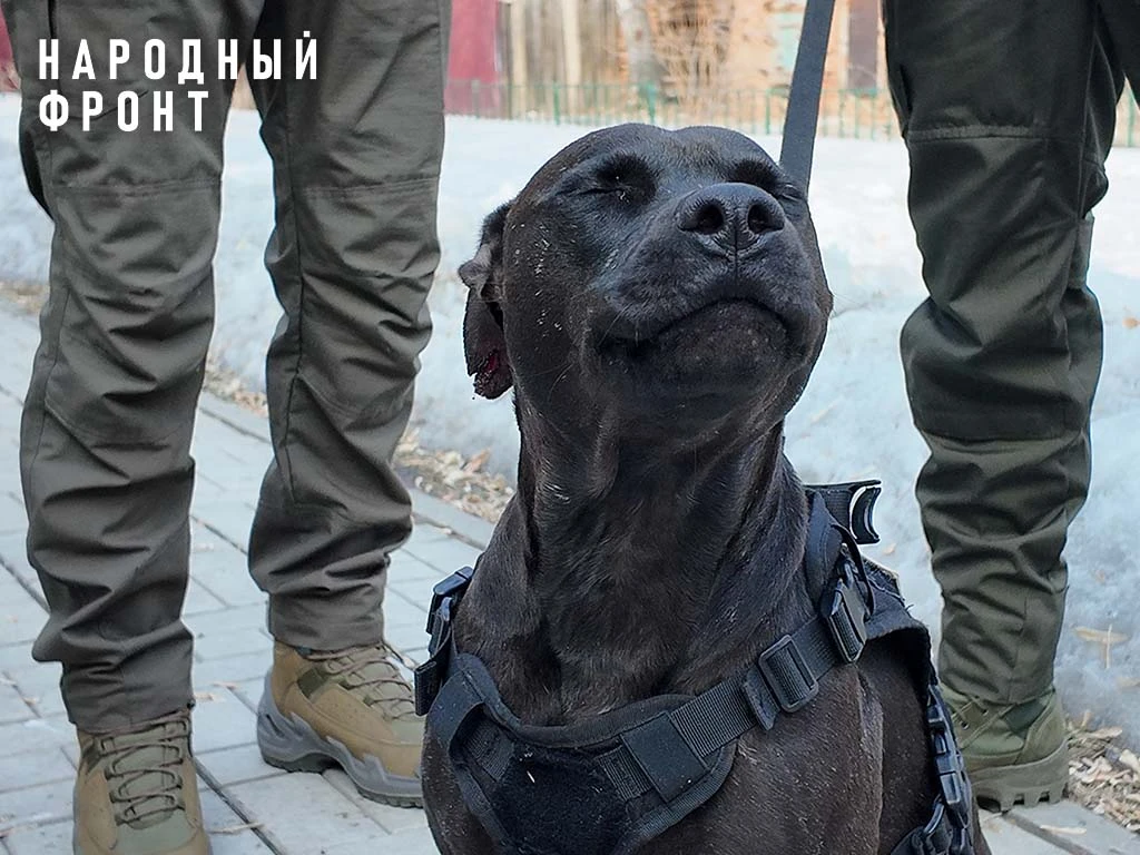 Два брата и их спасённый питбуль.  Если не читали историю и не смотрели видео, только посмотрите на 