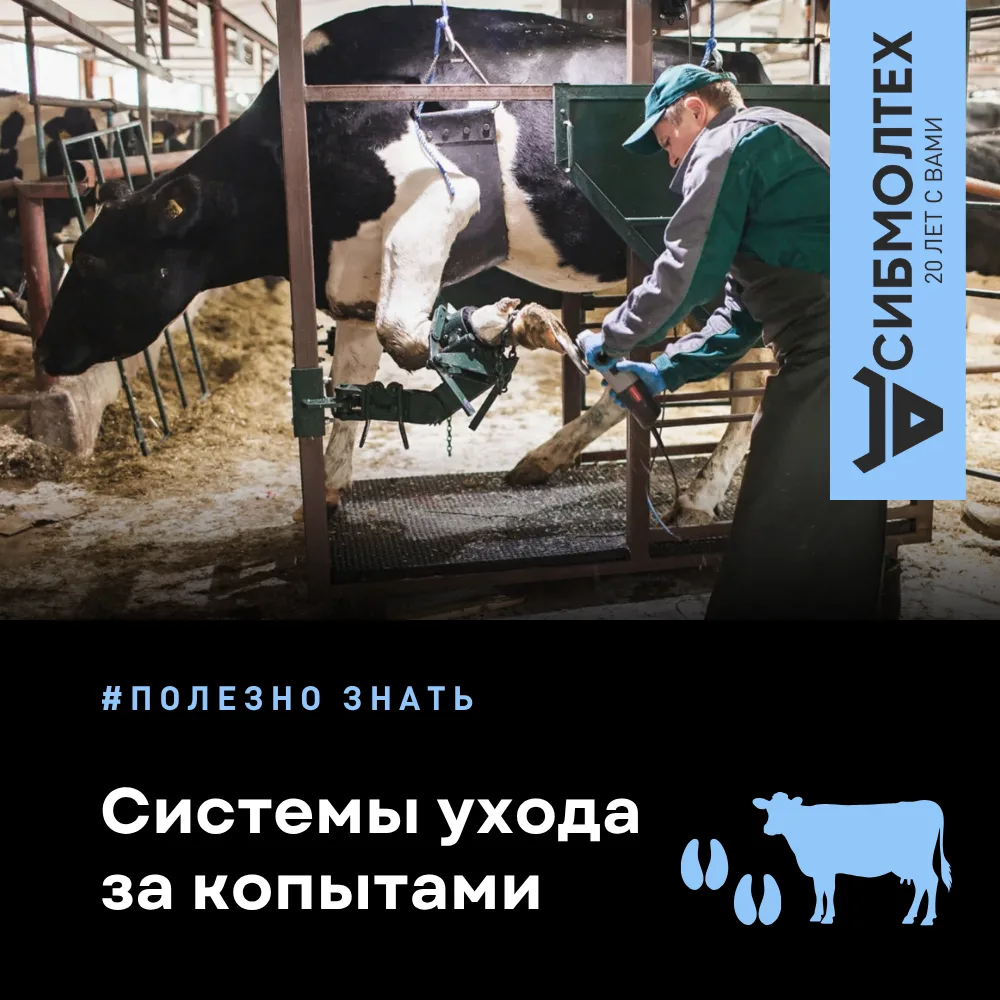 Функциональная или профилактическая обработка копыт (расчистка) необходима для того, чт...