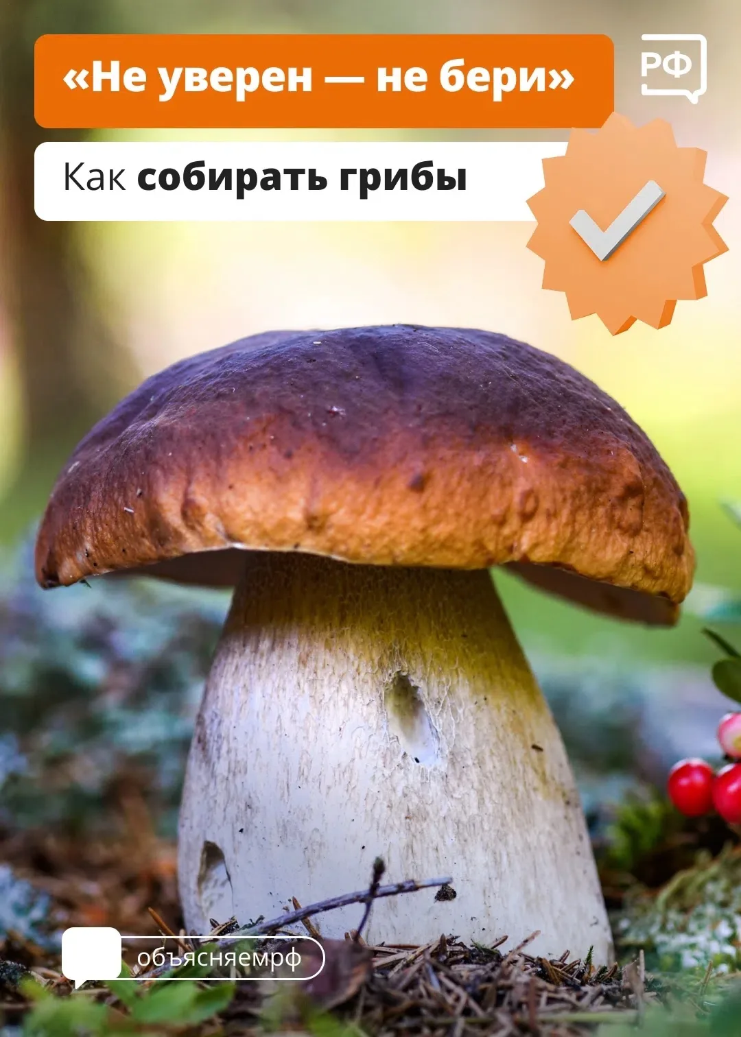 В Ленинградской области продолжается грибной сезон