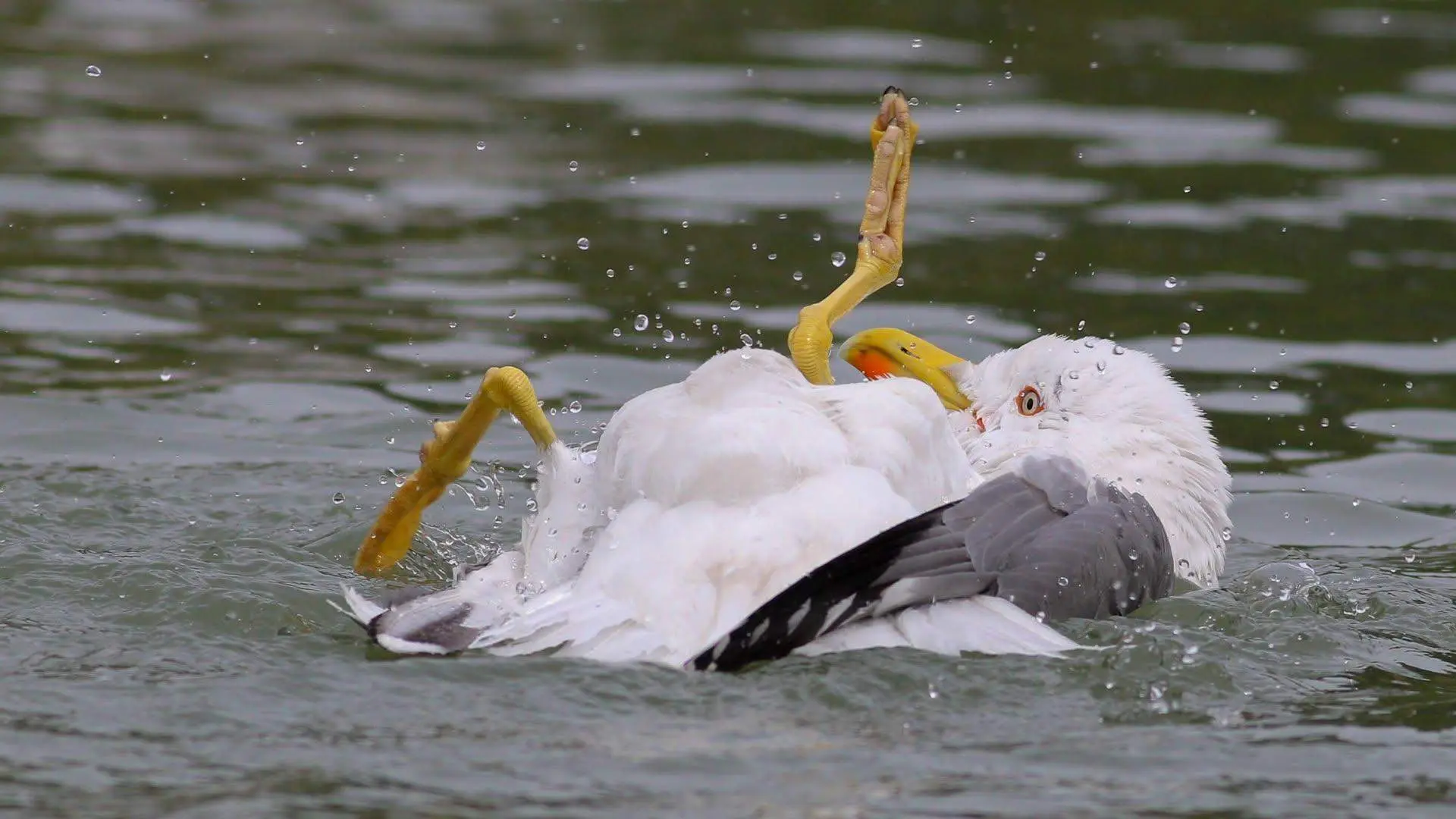 Уморительные фото птиц с конкурса Comedy Wildlife Photography Awards