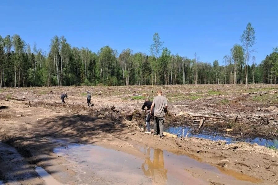 🌲 В рамках акции «Сохраним лес» рядом с деревней Староселье посадили 7,3 тысячи молоды...
