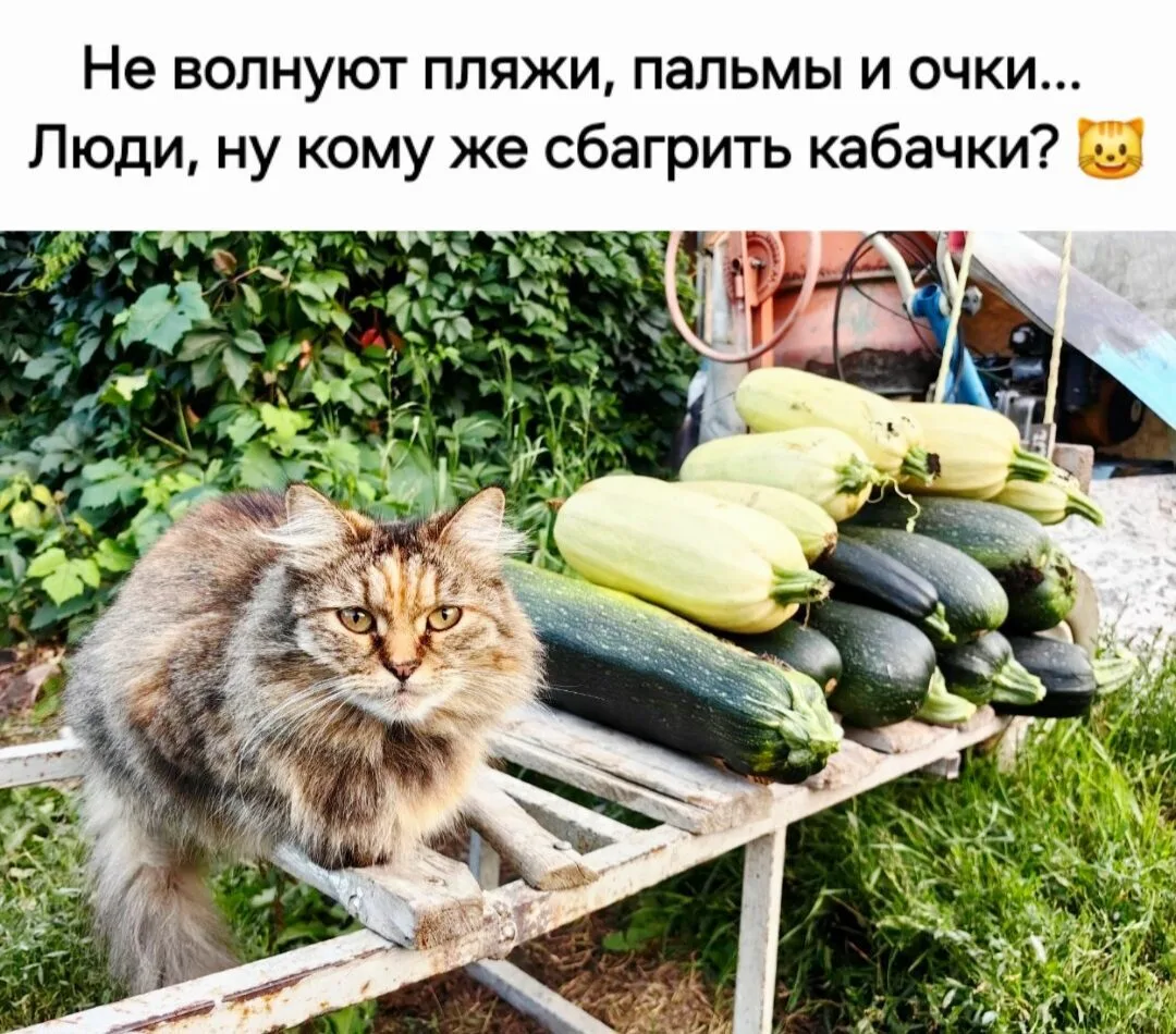 Добрый Мурзик 😻