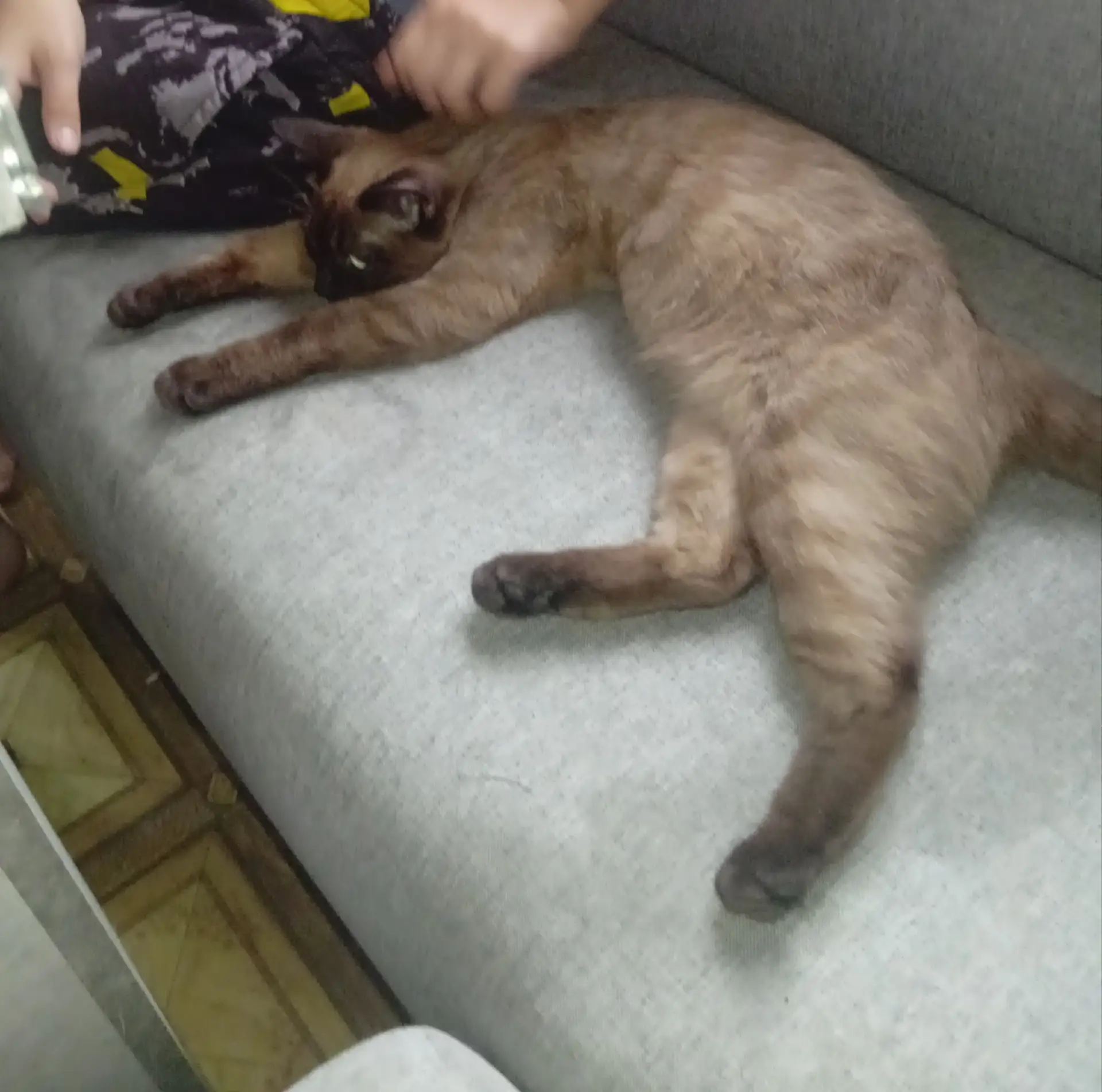 Кошечка сиамская в добрые руки.