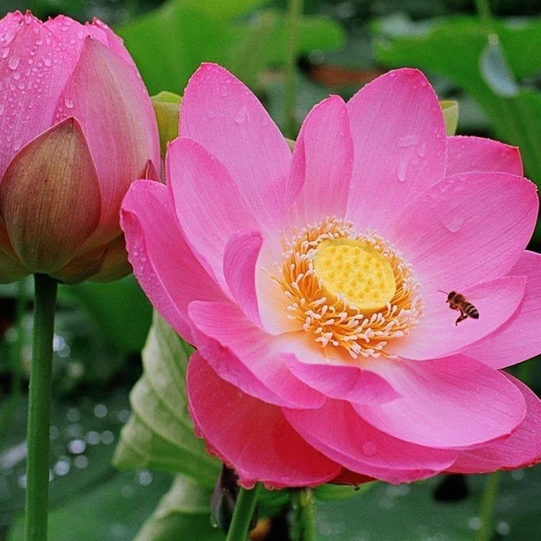 🌸 Лотосовые поля  Лотос называют жемчужиной Нижнего Поволжья 🤍 Астраханский лотос особенный и отлича