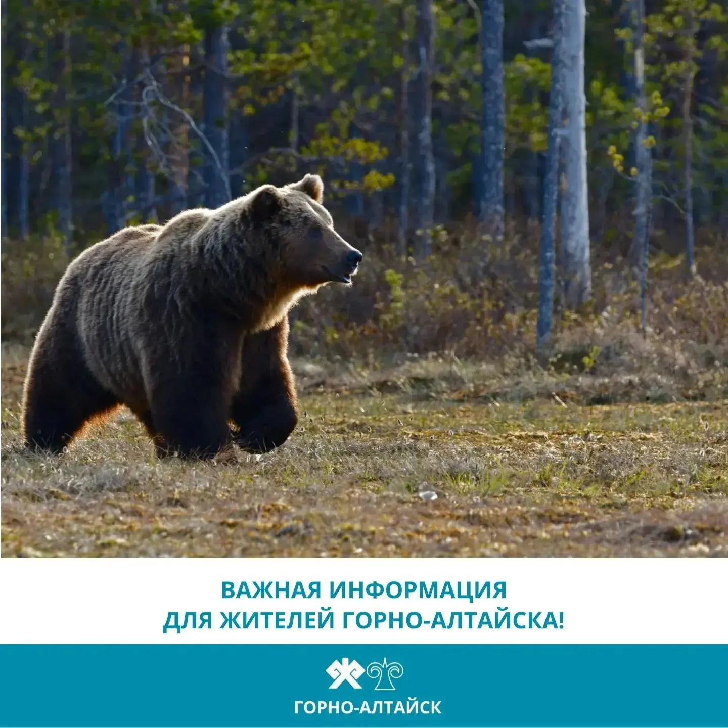⚠️  Уважаемые жители и гости Горно-Алтайска!