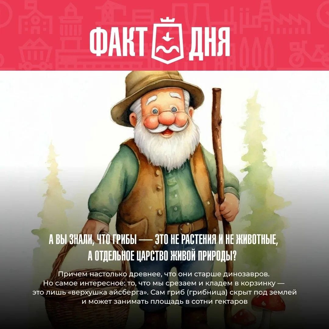 🍄 Сегодня — Всемирный день грибника!