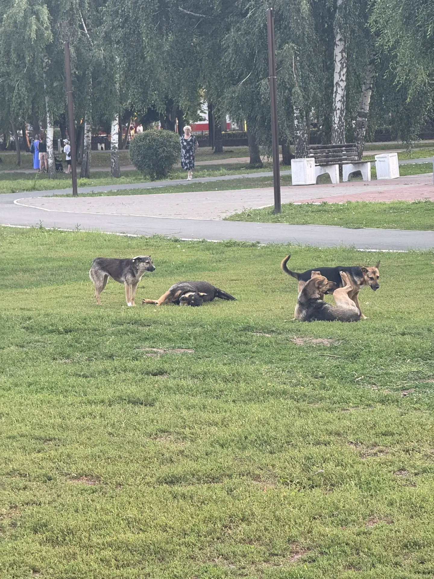 Детский парк в жилгородке. Собаки бросаются на детей
