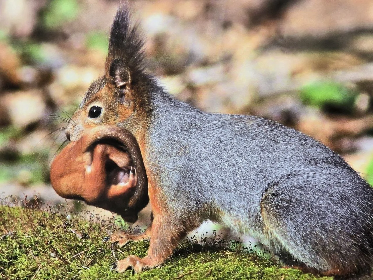 🐿 В подмосковных лесах начался «бельчатопад»