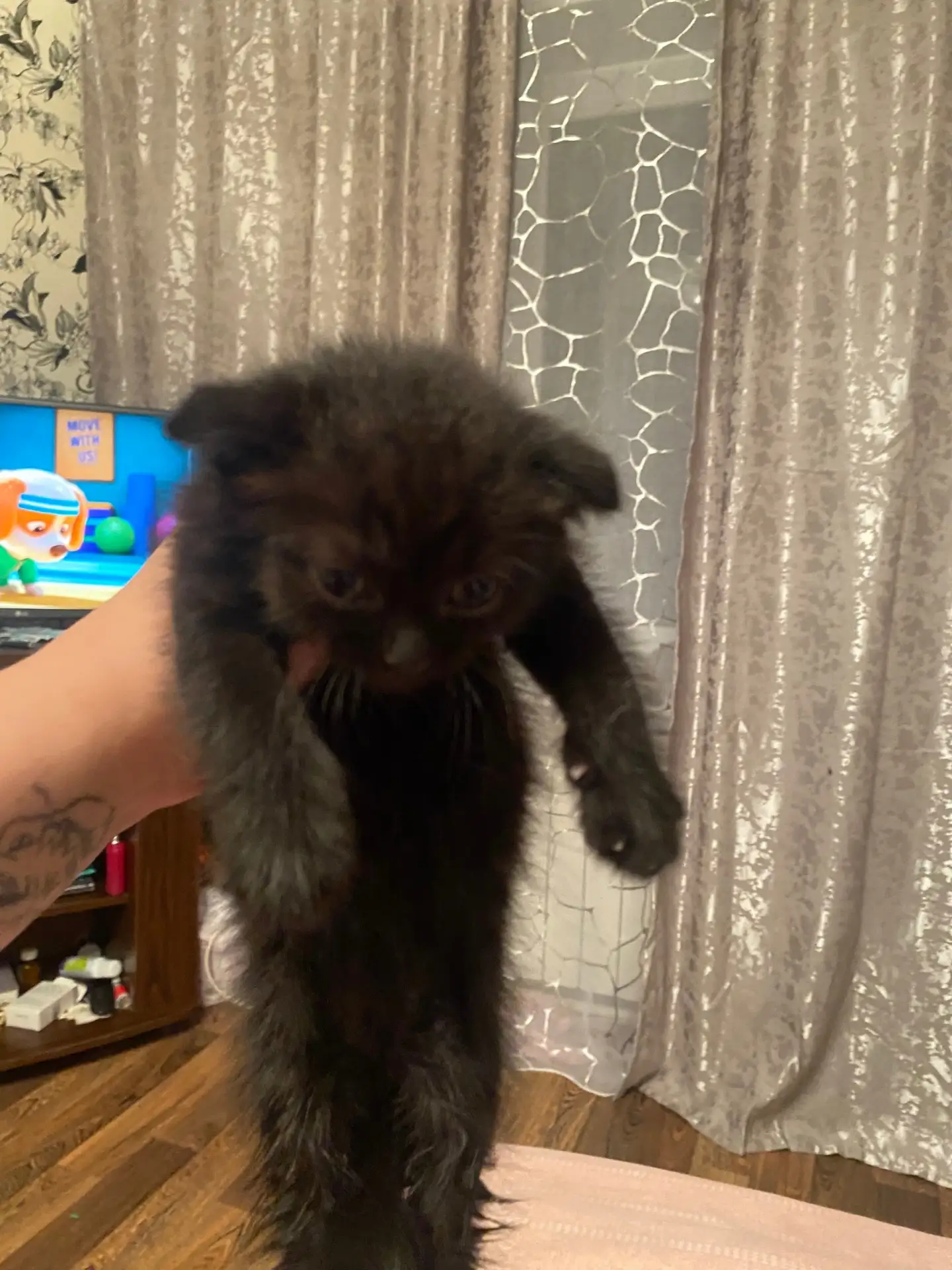 Отдам вислоухую девочку в добрые руки к лотку приучена кушает влажный корм  все вопросы в лс.

https