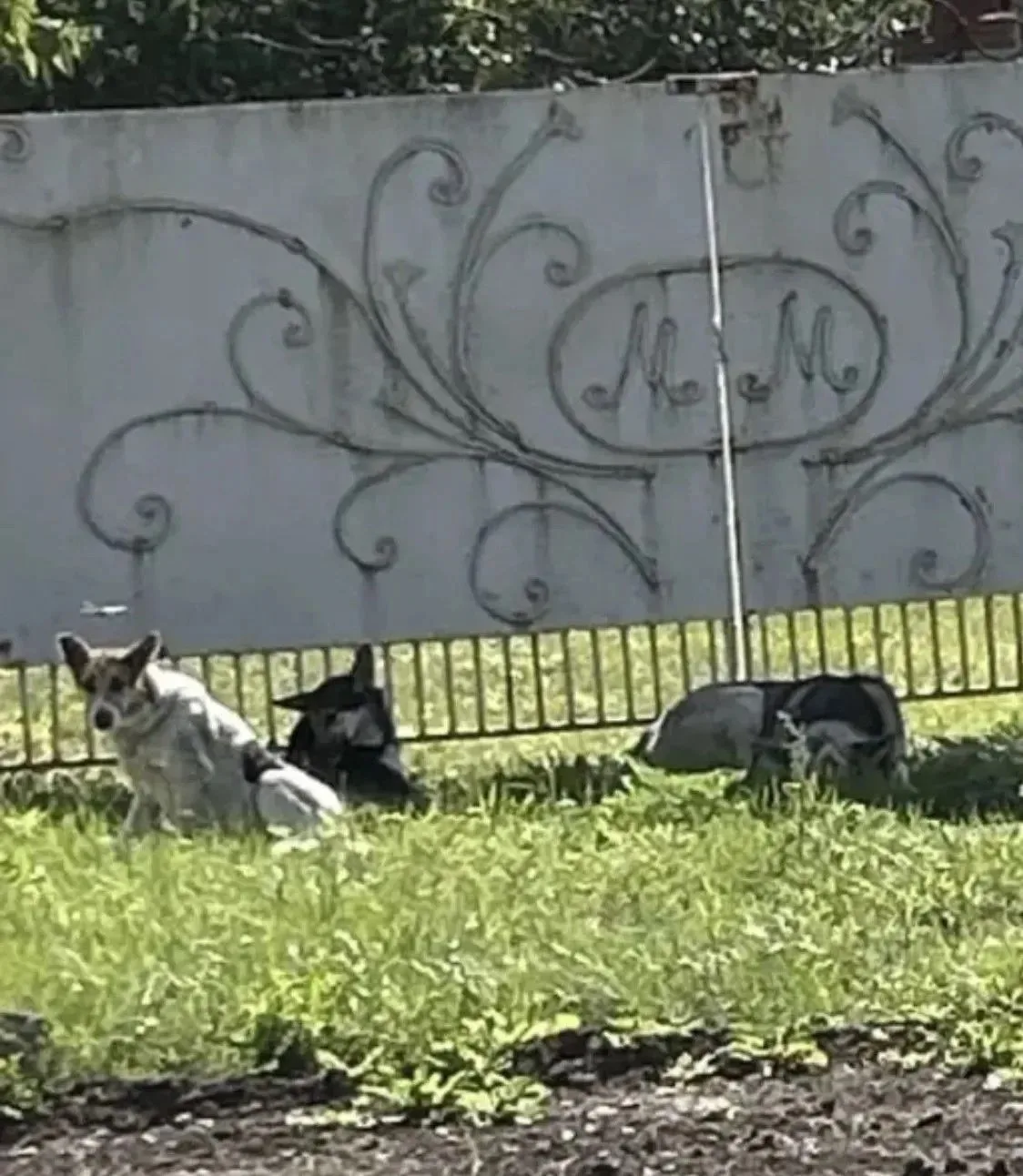 Нам пишут: В 36 мкр, за Магнитом на Южной, по центральной улице Субай, орудует стая бро...