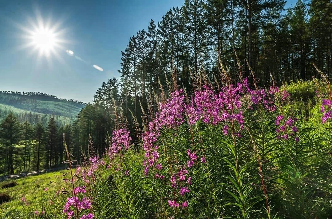 Иван-чай в забайкальском лесу 🌷
