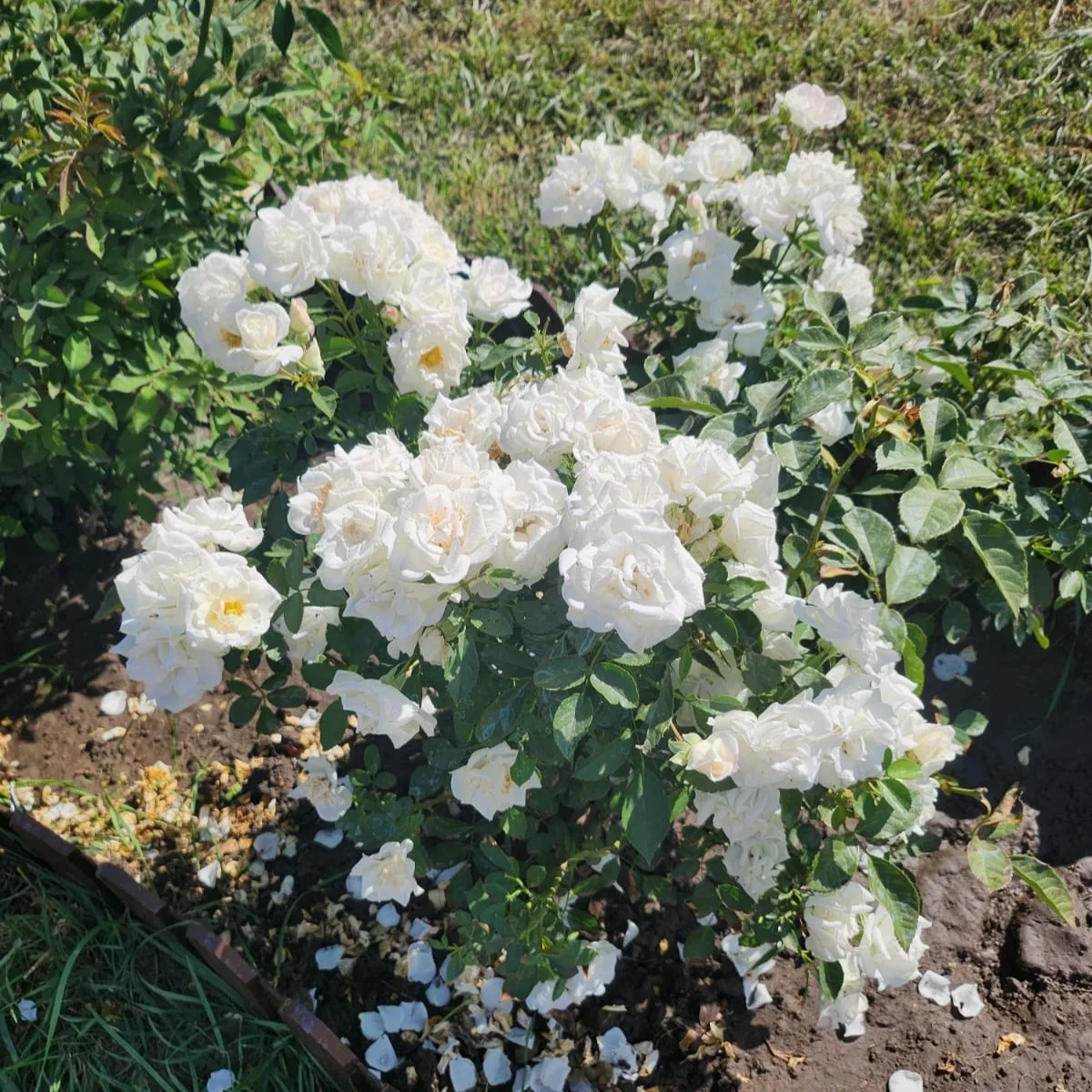 Доброе утро ☀️
