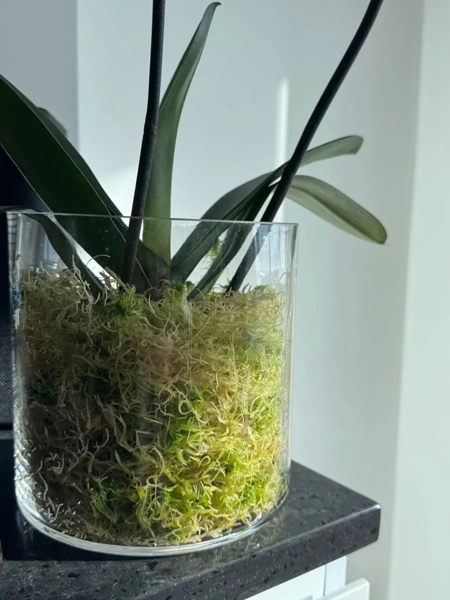 Мох сфагнум – полезный помощник для комнатных растений 🌿

✔️ Сфагнум (белый мох) – уникальный приро