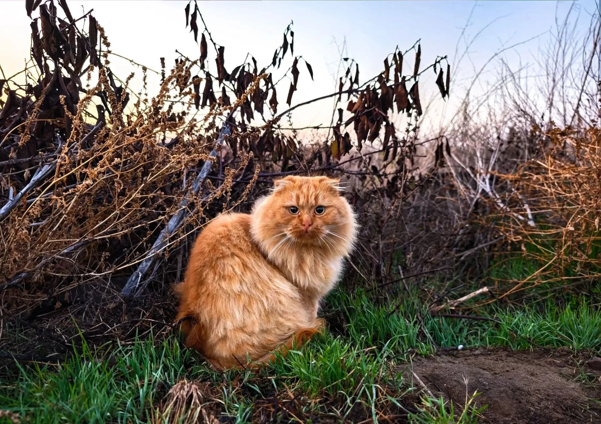 Фото рыжего кота от Сергея Гибкова вошел в ТОП лучших на международной премии 35AWARDS