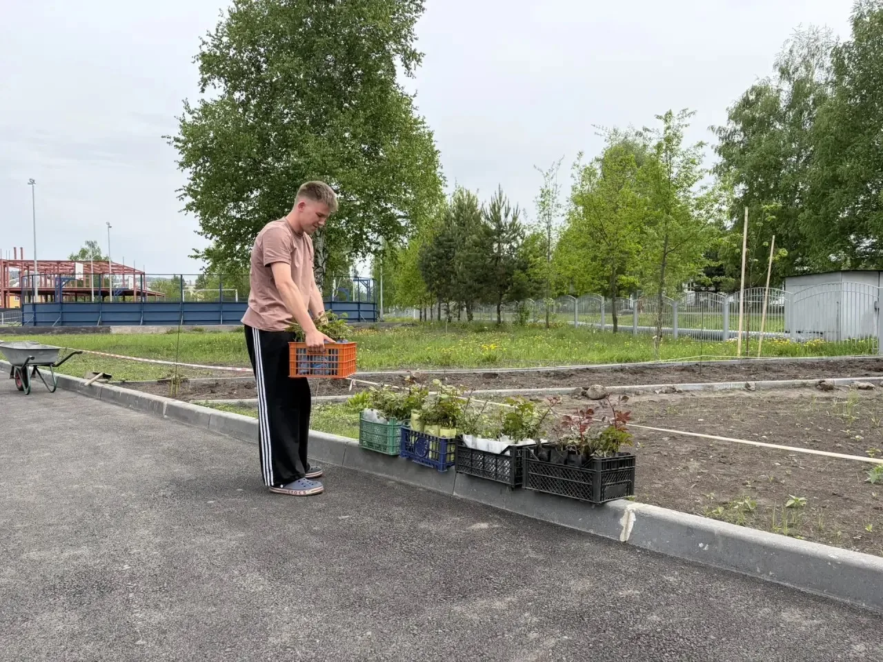 ✨Выпускники средней школы 28 мая в подарок школе высадили аллею роз.
