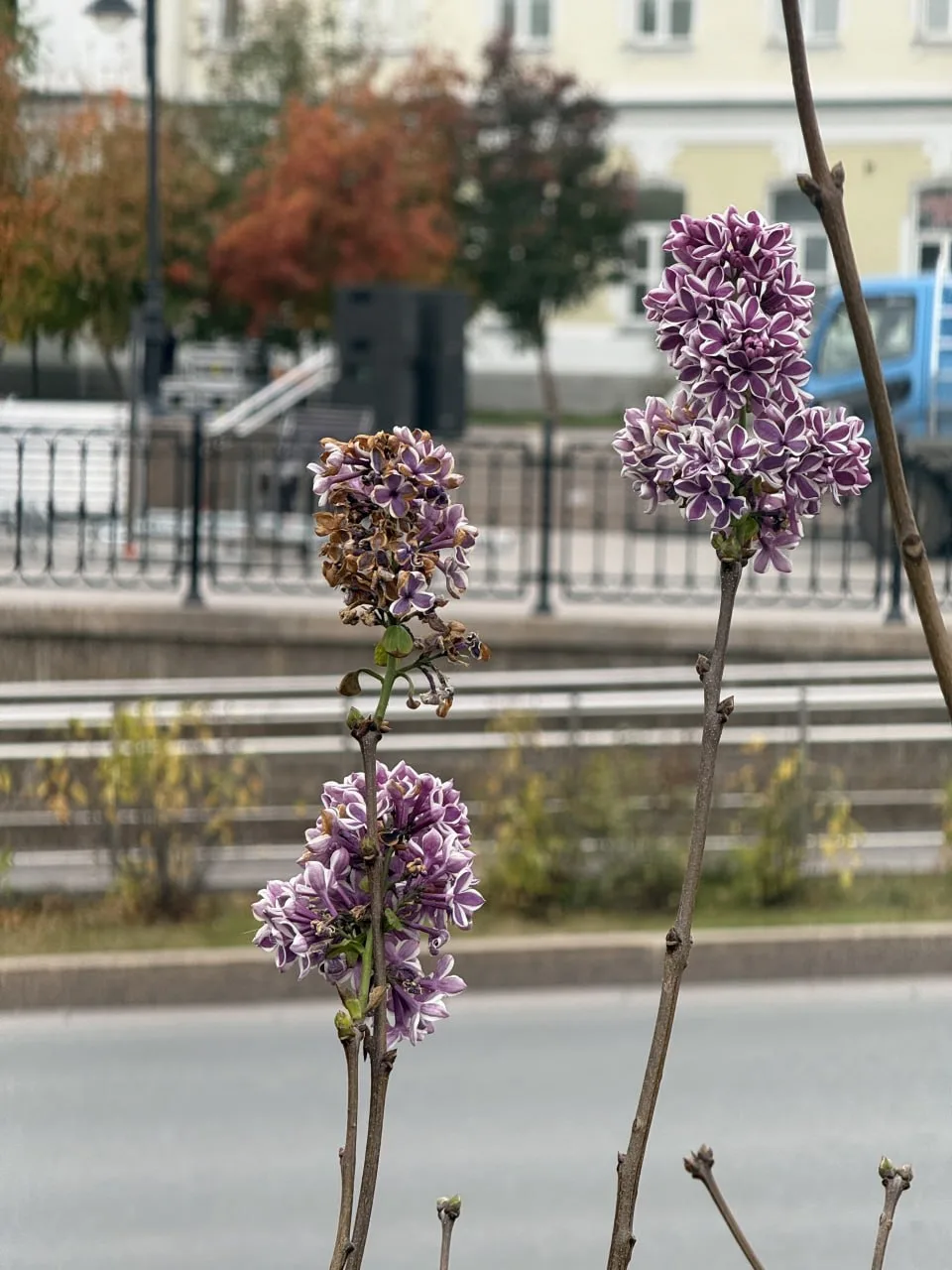 В Омске в начале октября внезапно расцвела сирень