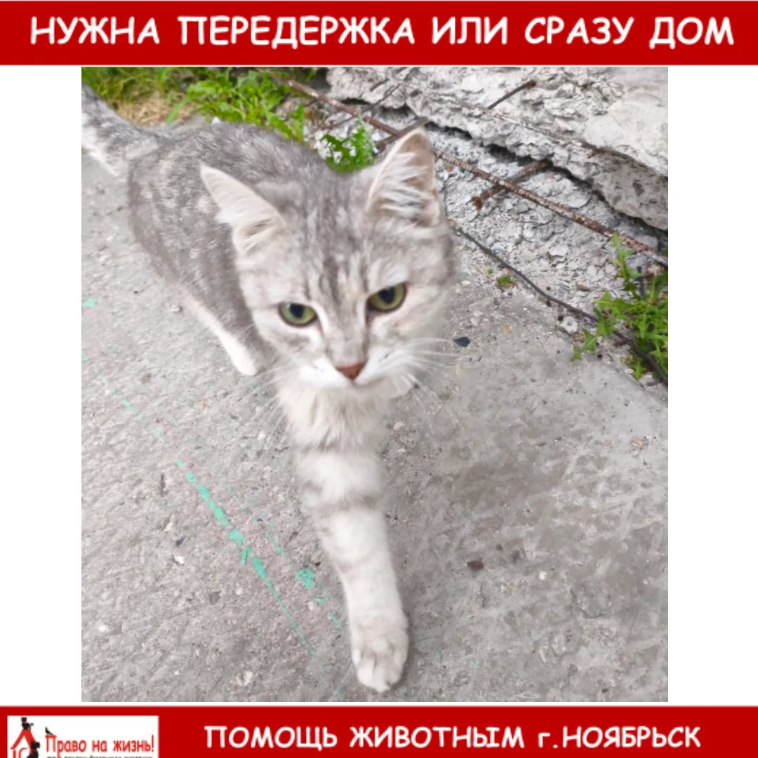 ИЩЕМ ПЕРЕДЕРЖКУ ИЛИ ДОБРЫЕ РУКИ