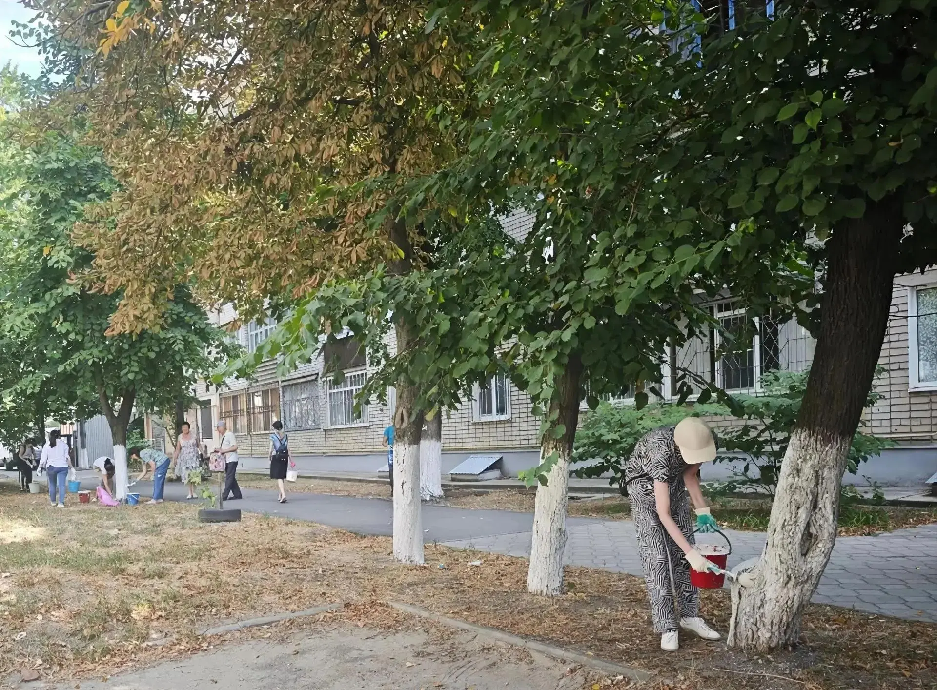 🌳 Белые стволы — как наряд к празднику: в Кропоткине продолжается побелка деревьев.