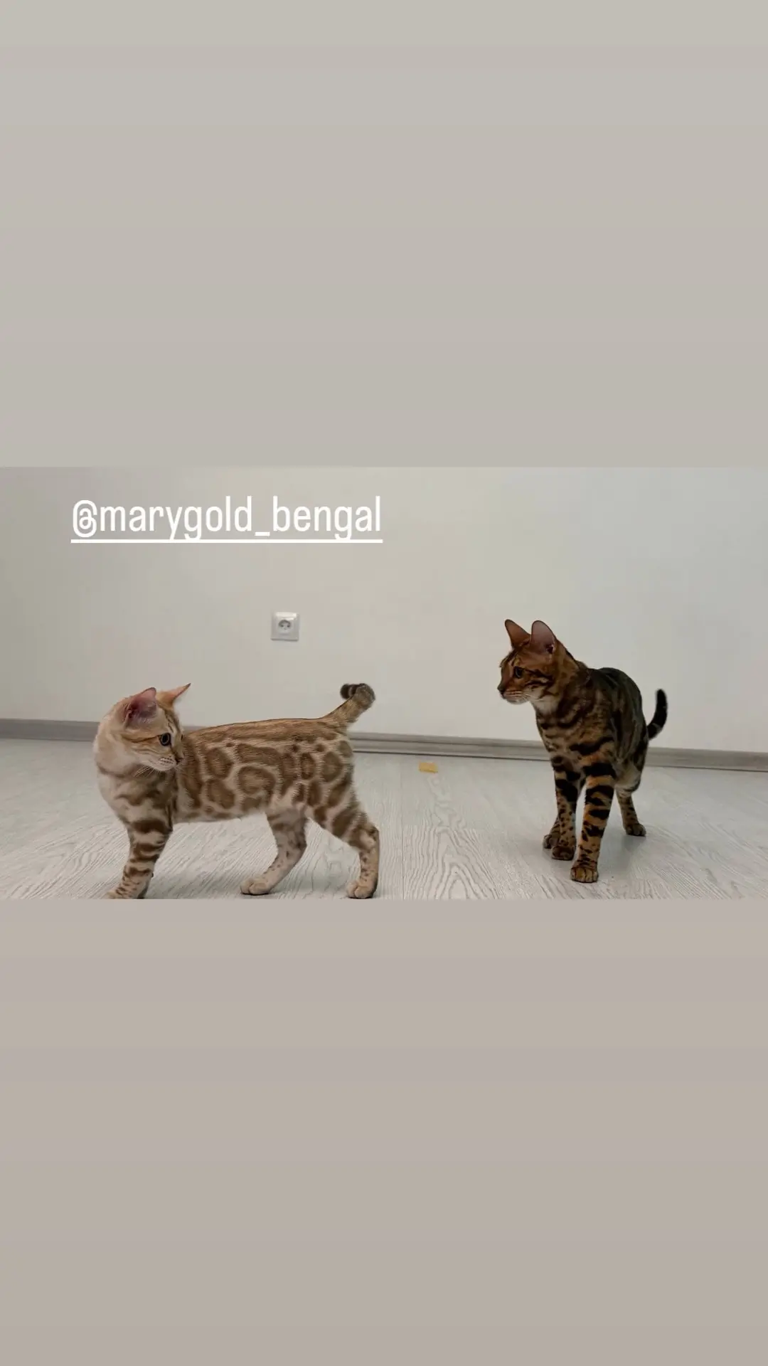 Красота, которой хочется хвастаться 🐾