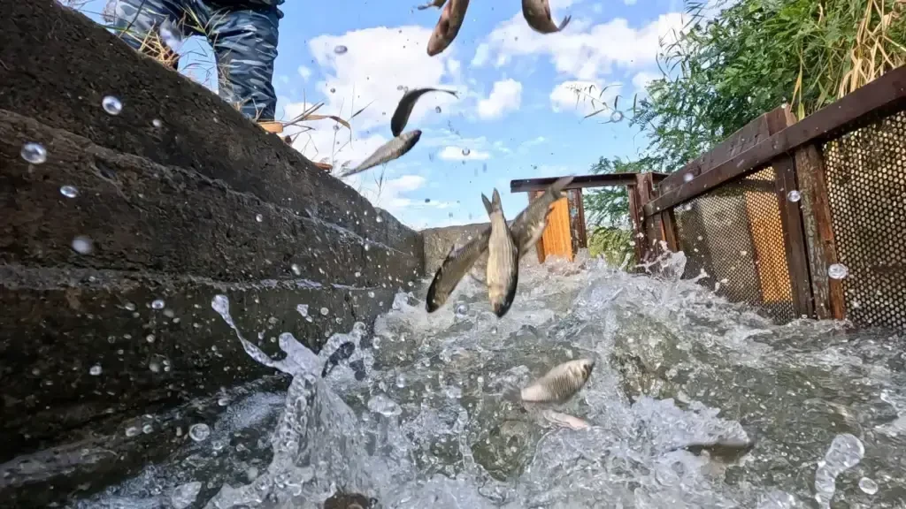 Ростовская АЭС пополнила рыбные запасы Цимлянского моря