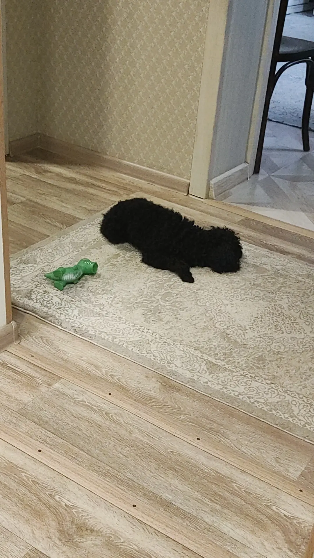 Устал играть😁 #тойпудель