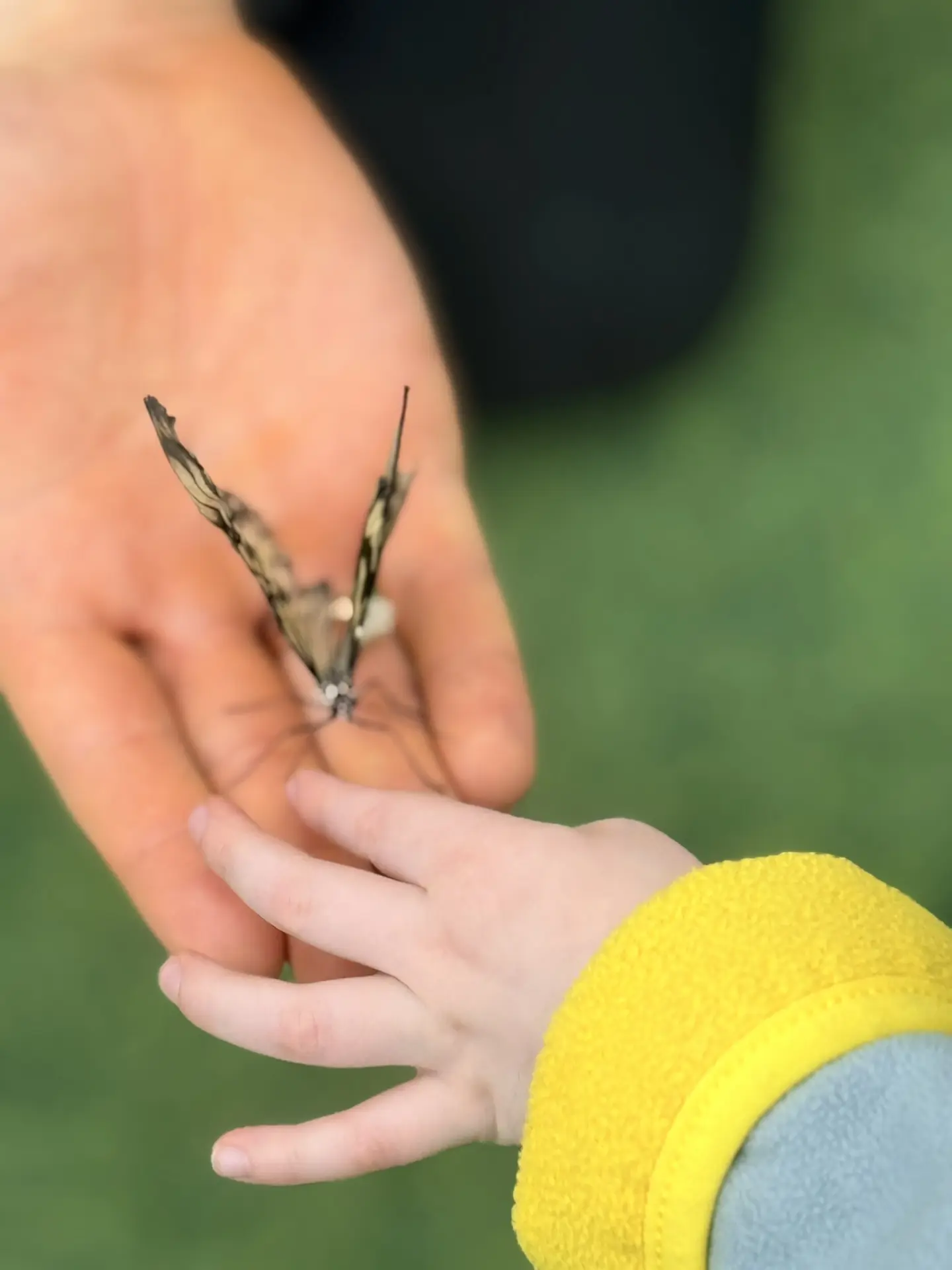 Такая прелесть 🦋 Не могу налюбоваться
