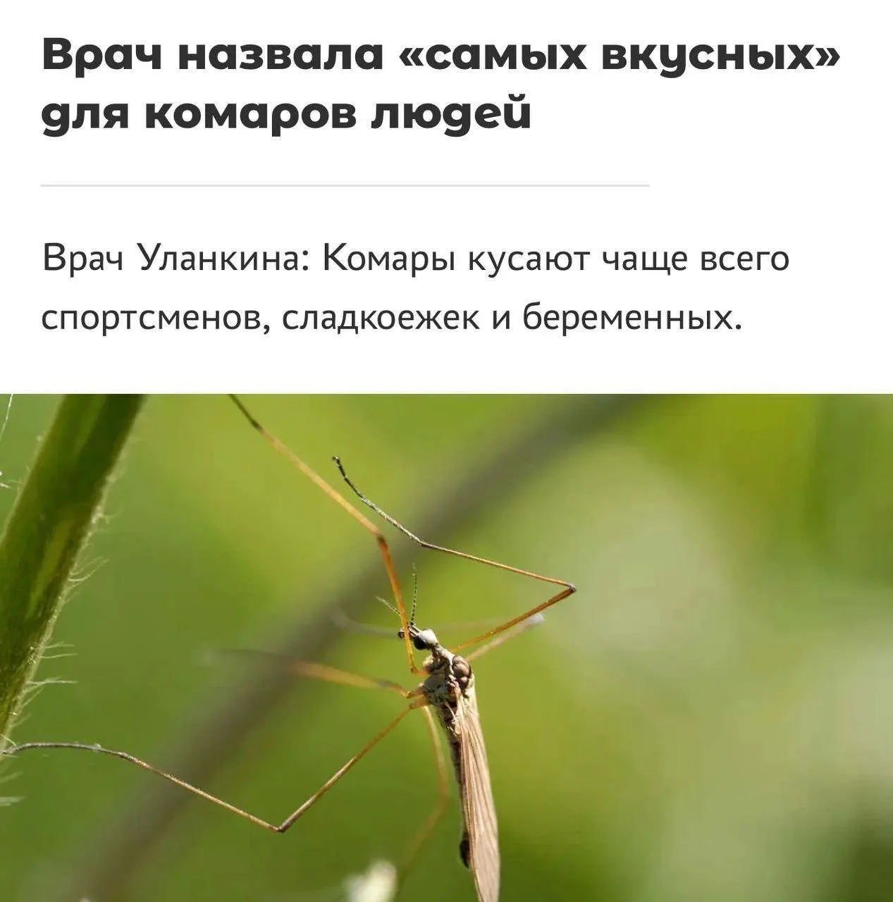 Сладкоежки признаны ходячей мишенью для комаров — об этом предупреждают врачи.

По словам специалист