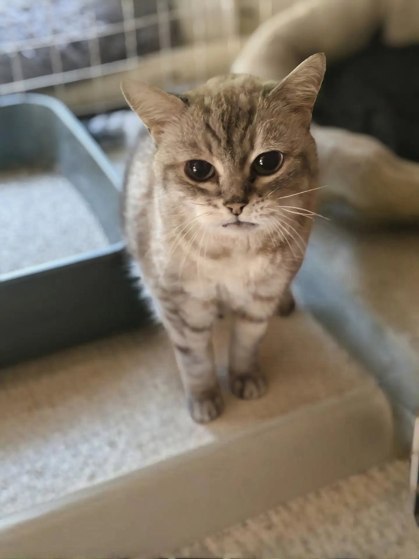 Королевство в  поиске верных подданных 👑
