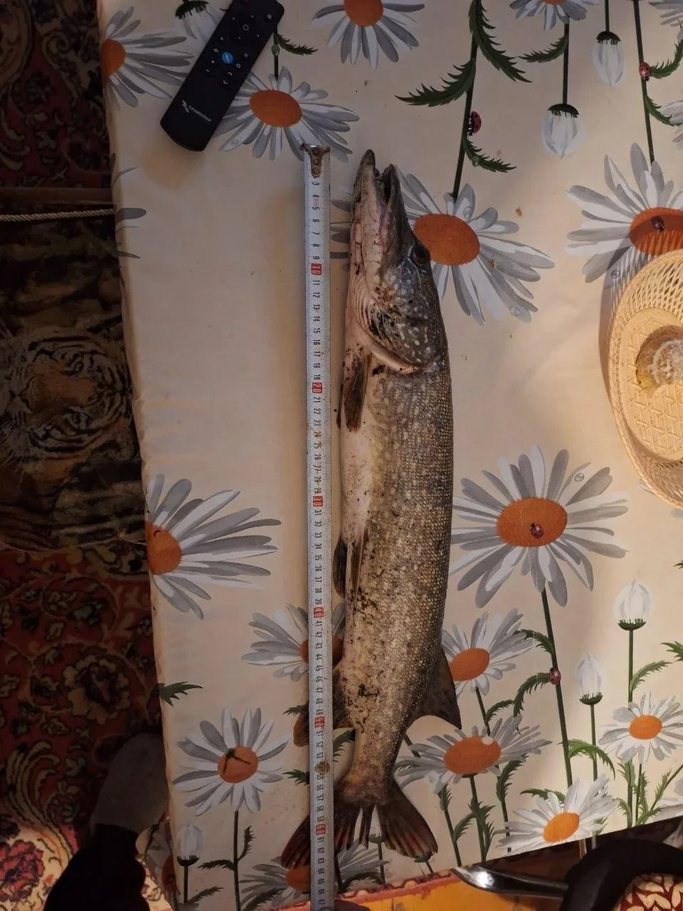 Щука на Рыбинском водохранилище