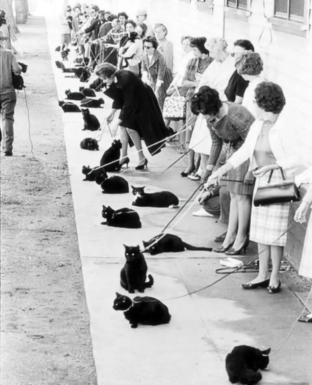 Кастинг черных котов на главную роль в фильме ужасов. Голливуд, 1961 год