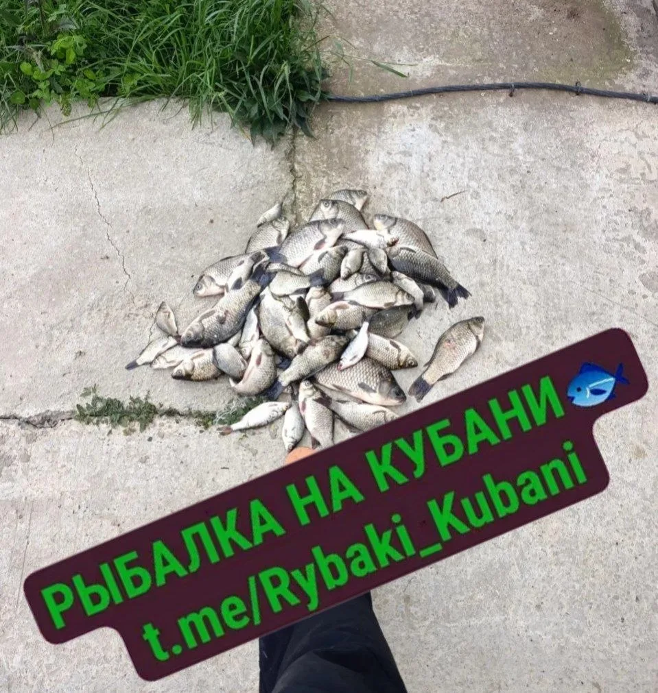 14.06
Хутор Садки, канал за бывшим консервным заводом
Клевало плохо, уровень воды прыгал
За водкой д