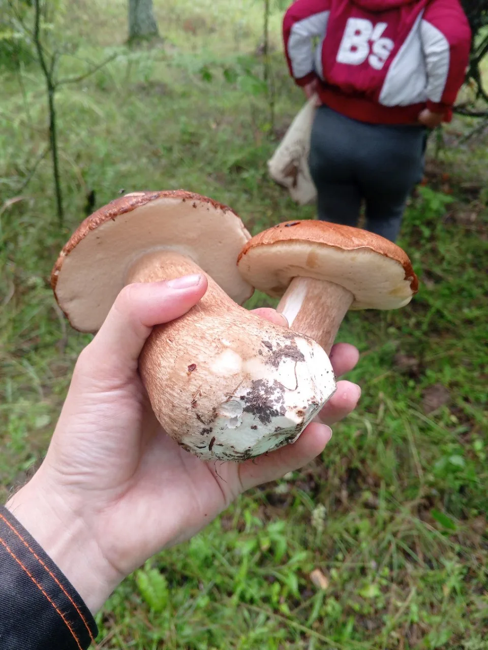 🍄‍🟫 Смотрите, какая красота сейчас в лесу. После обильных дождей «белые» растут целым...