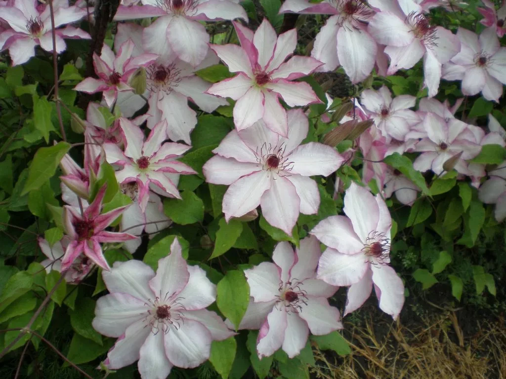 Клематис Омоширо (Clematis Omoshiro) — японский сорт, известный своими крупными цветкам...