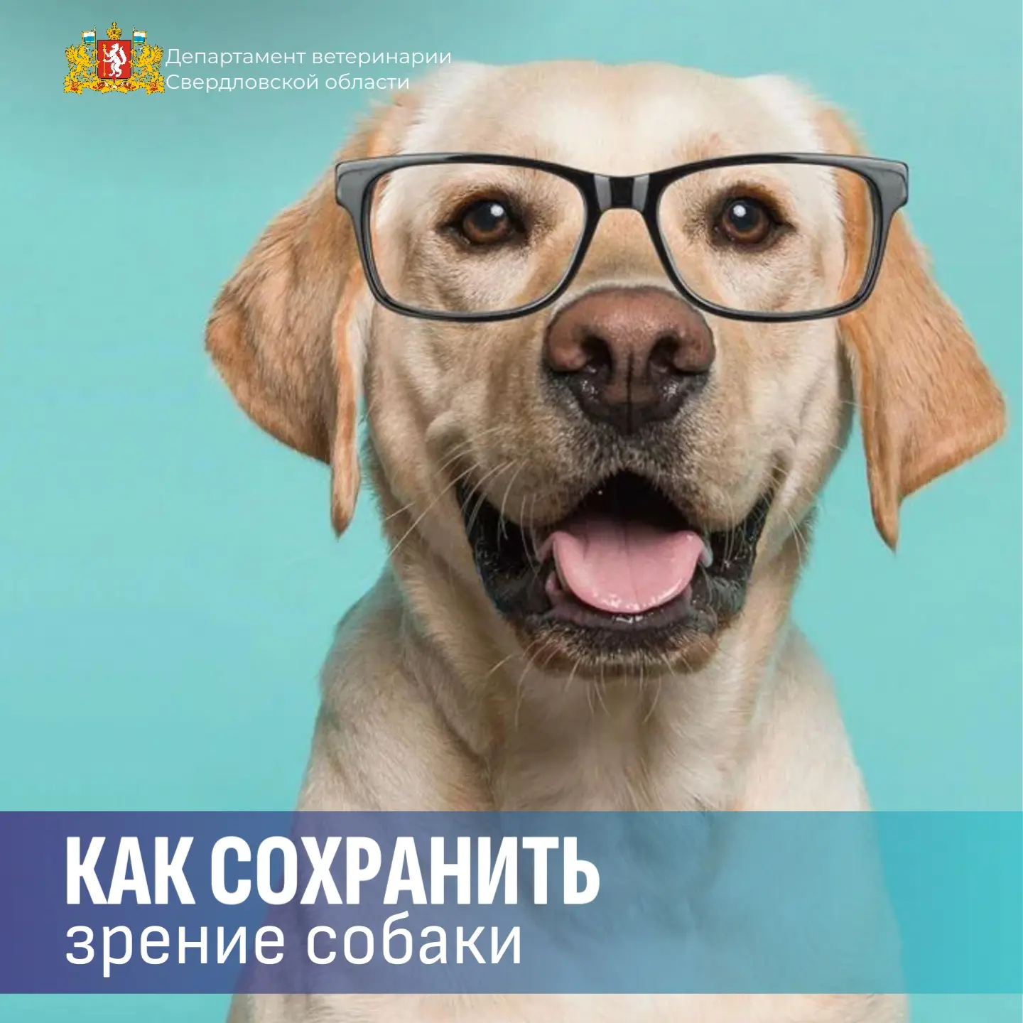 👁️  Как сохранить зрение собаки

Зрение у собак заточено на обнаружение движения — они отлично видя