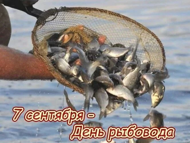 Сегодня профессиональный праздник у тех, кто занимается выращиванием рыбы, моллюсков, р...