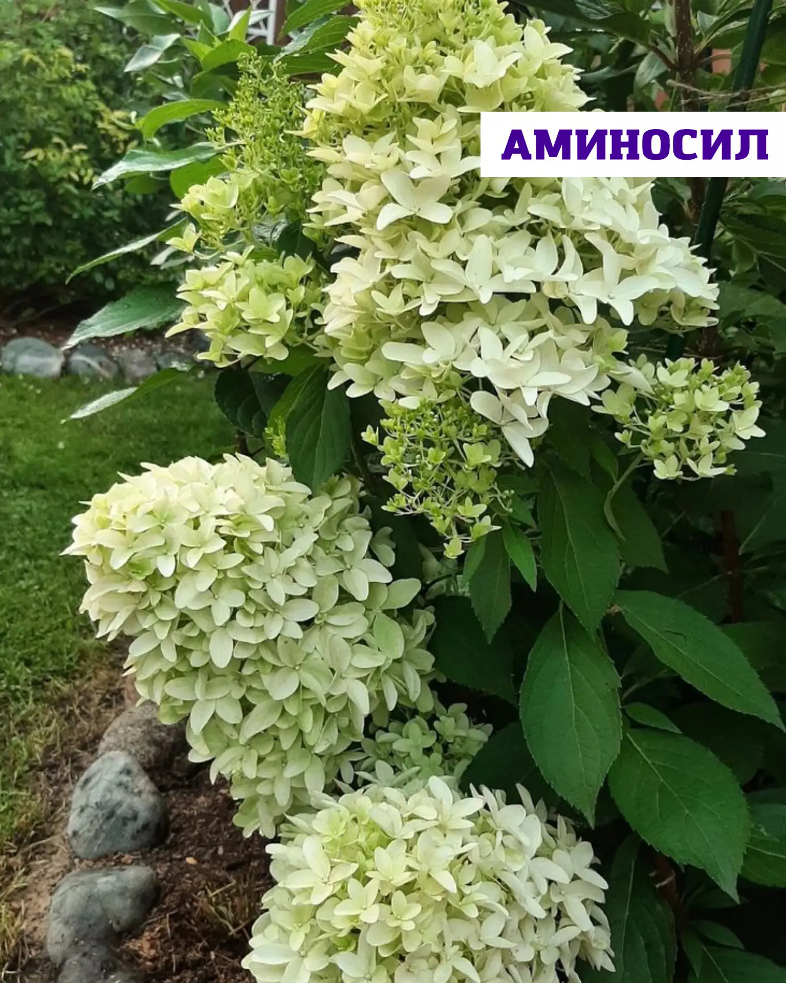 Когда сажать метельчатую гортензию, чтобы она прижилась и пышно цвела 🌸  Метельчатая гортензия — одн