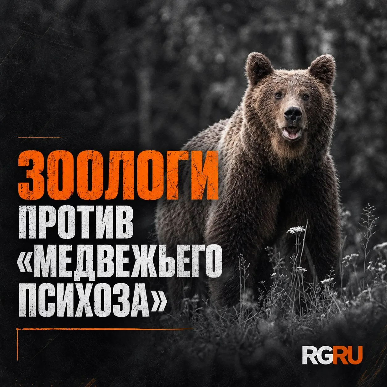 Почему зоологи выступают против "медвежьего психоза"