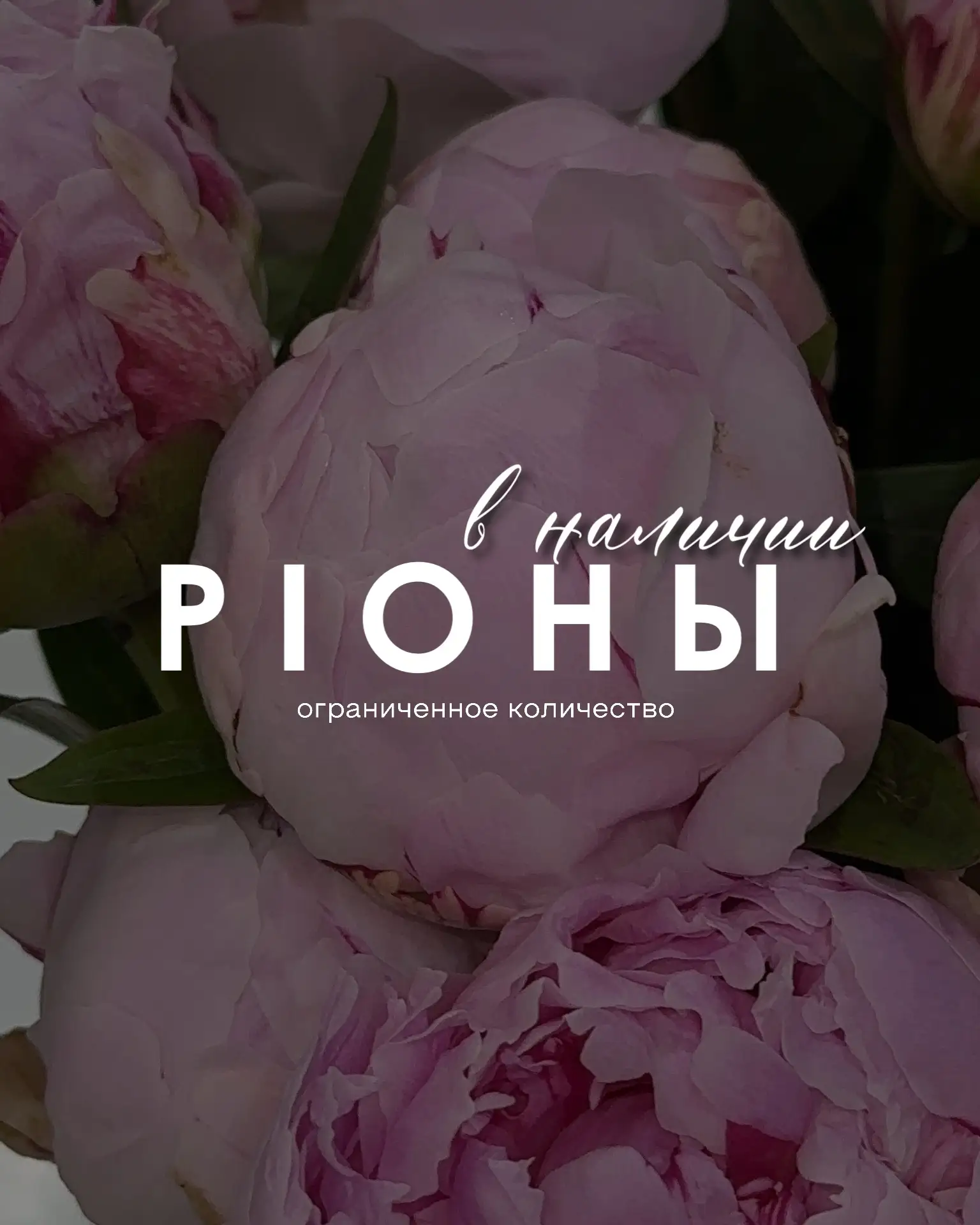 Пионы 🌸