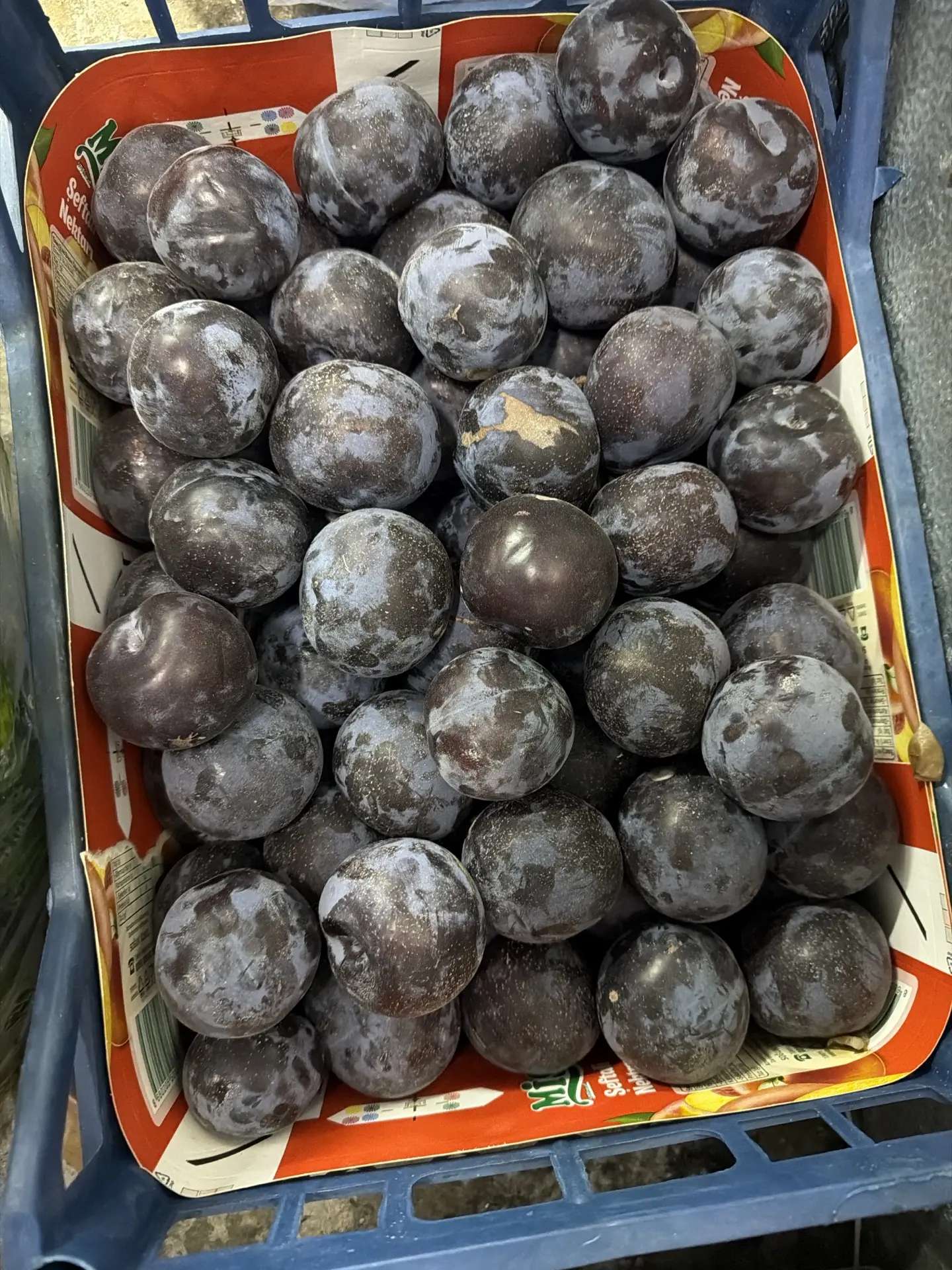 Крупная слива 180р кг