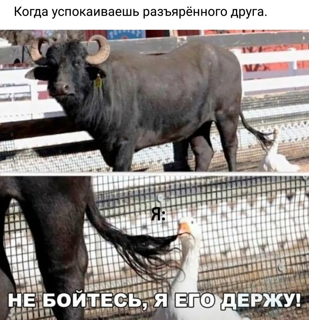 ПЕРВЫЙ МЕМНЫЙ
