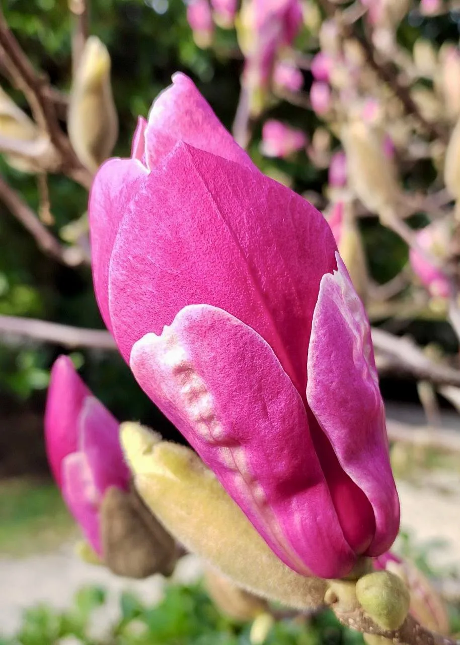 🌸 Срочные цветочные новости  В Сириусе зацвели все виды магнолий, передай друзьям.  📲 Сириус в МАХ
