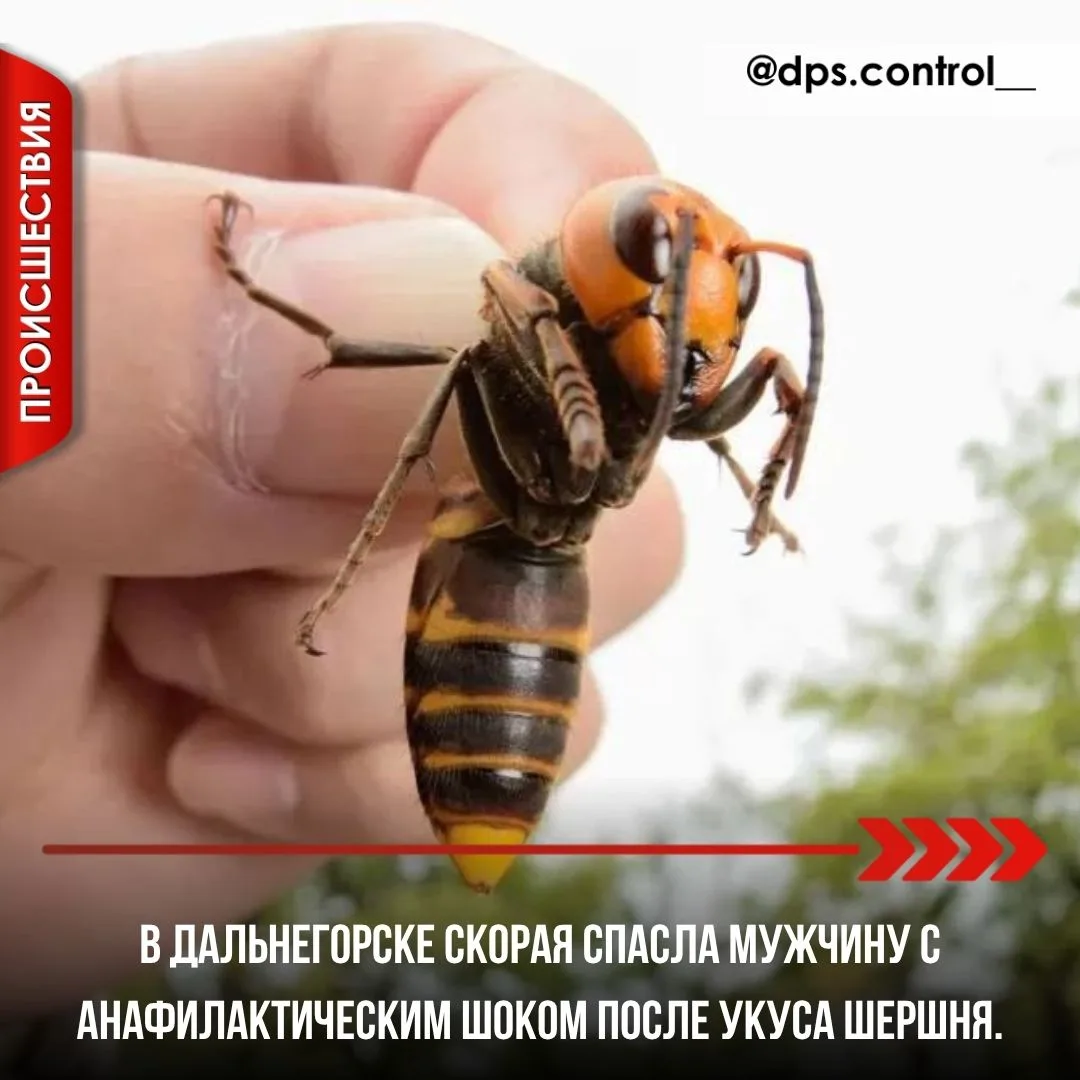 🐝 В Дальнегорске скорая спасла мужчину с анафилактическим шоком после укуса шершня